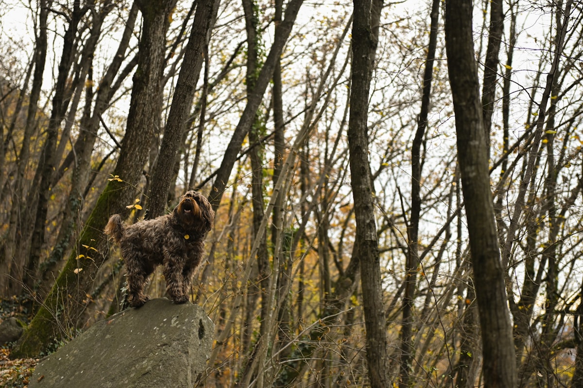 Dog in natural outdoor setting