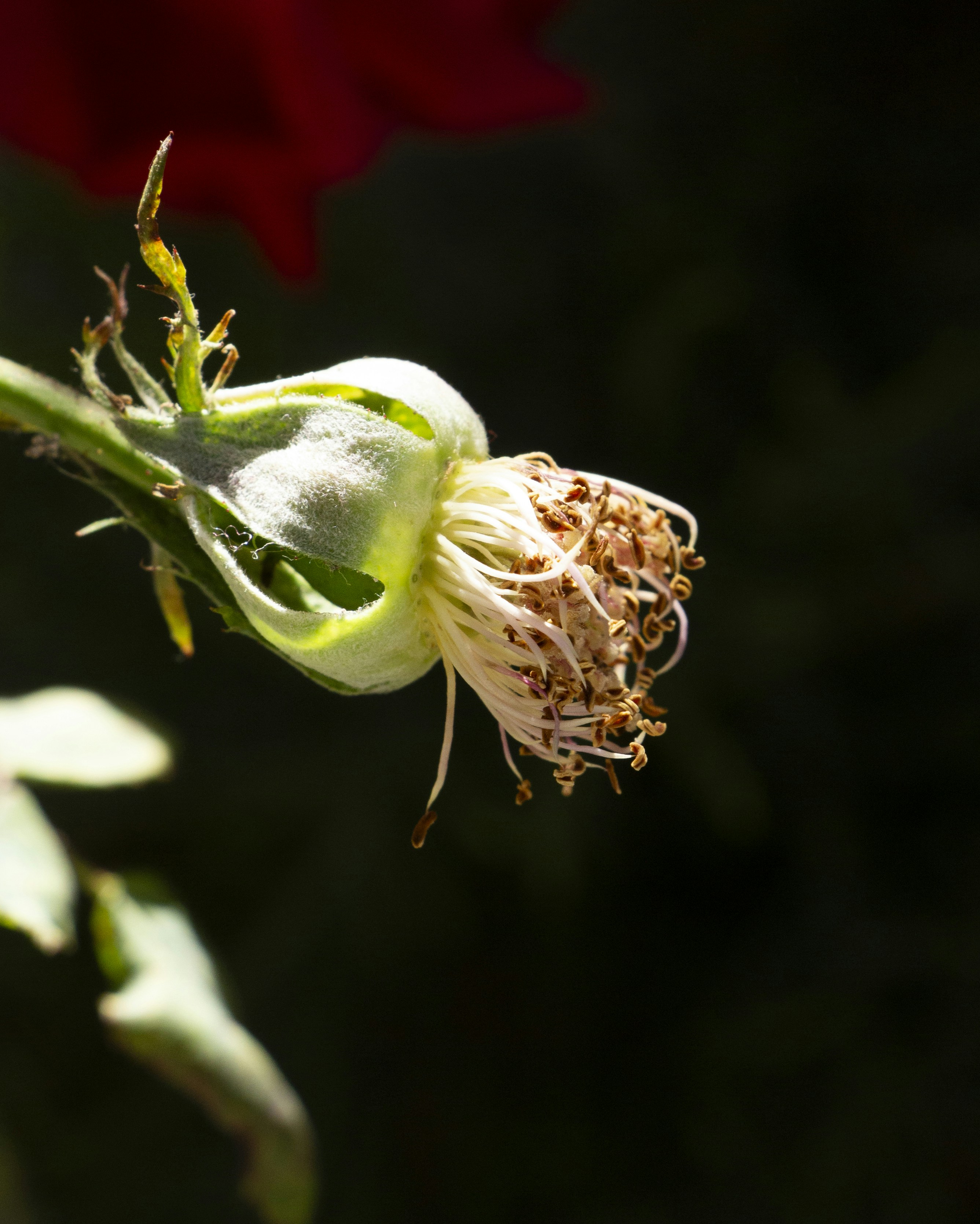 Fioritura di rose appassita con petali e stami secchi