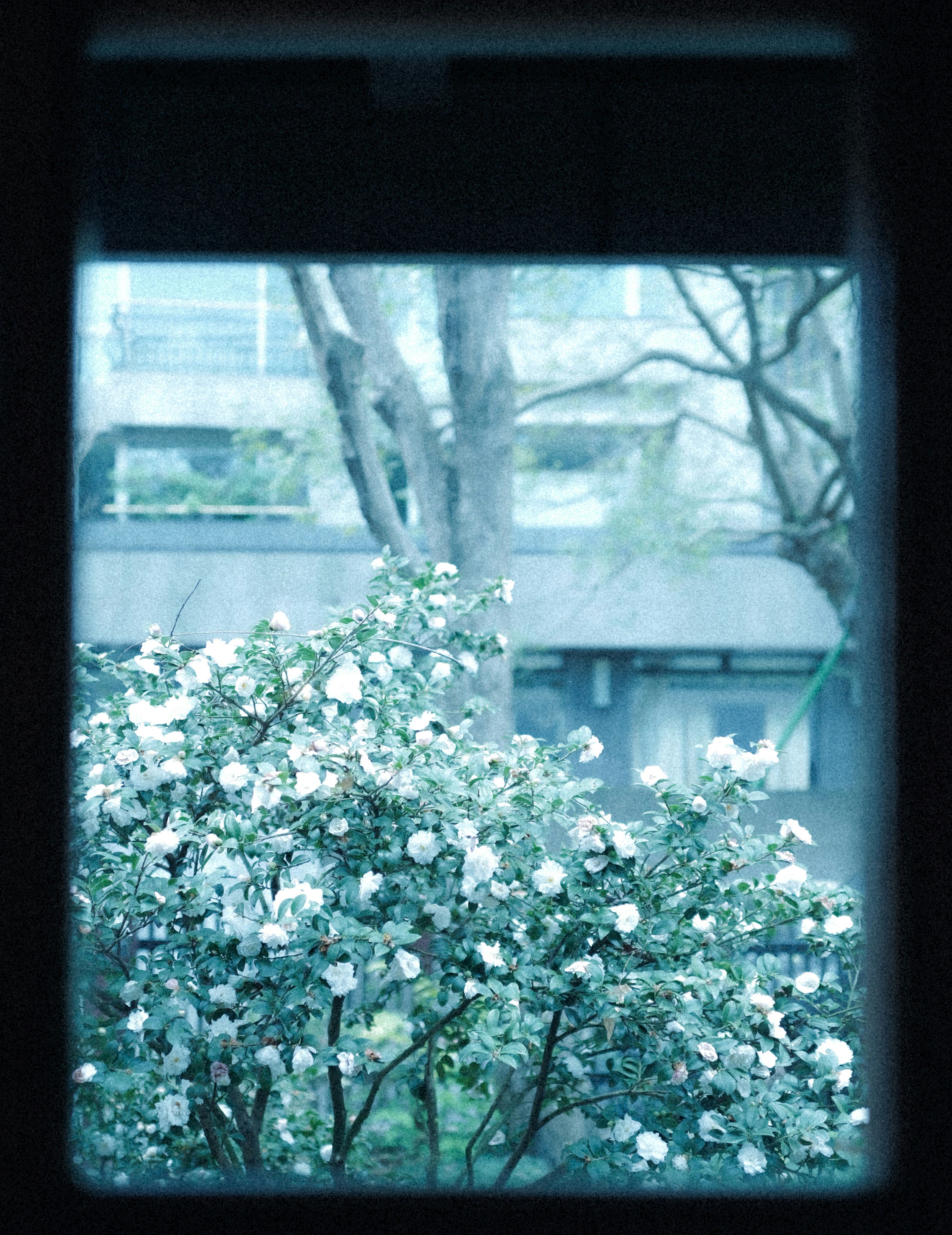 White camellia bush in front of building