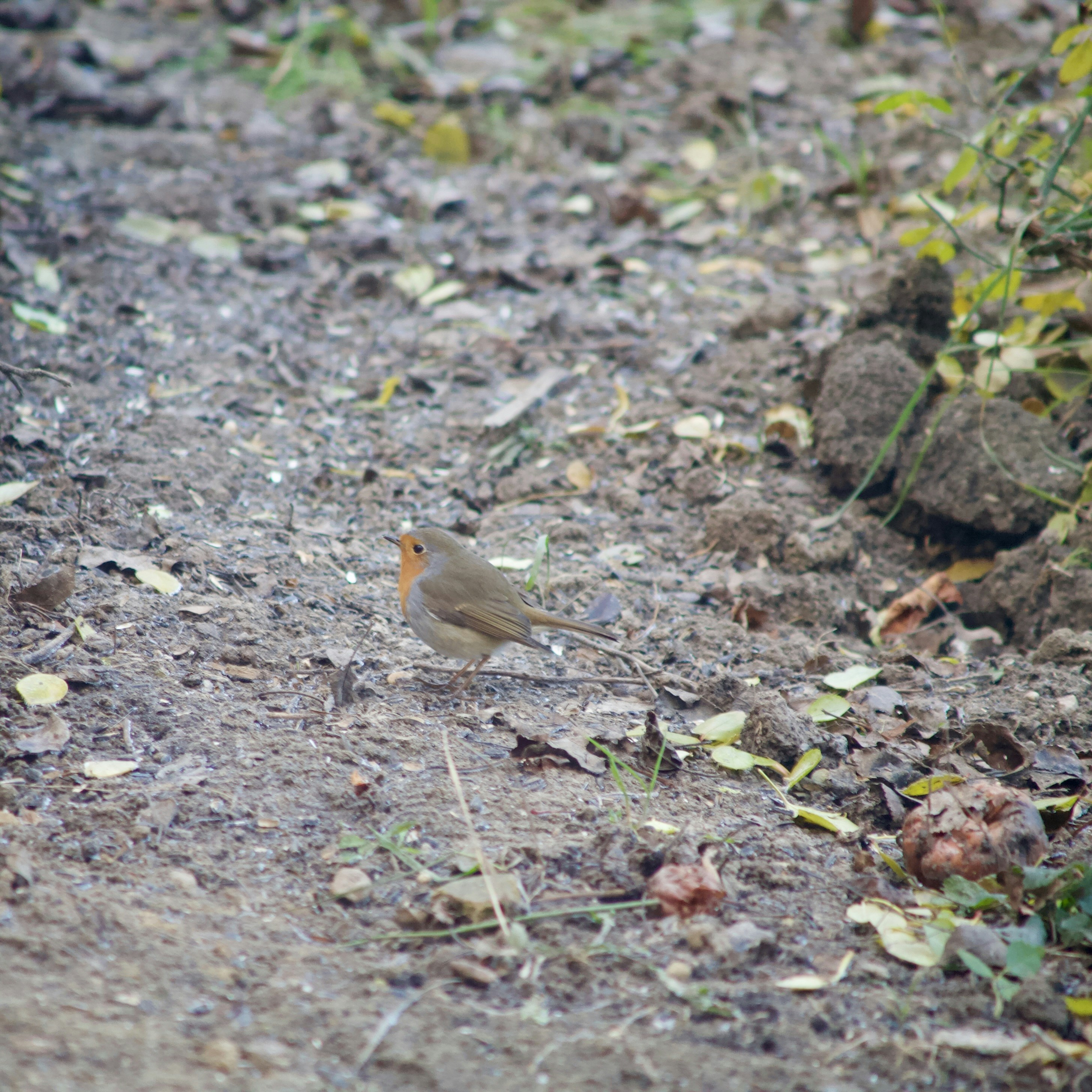 Photo by sandorfehervari