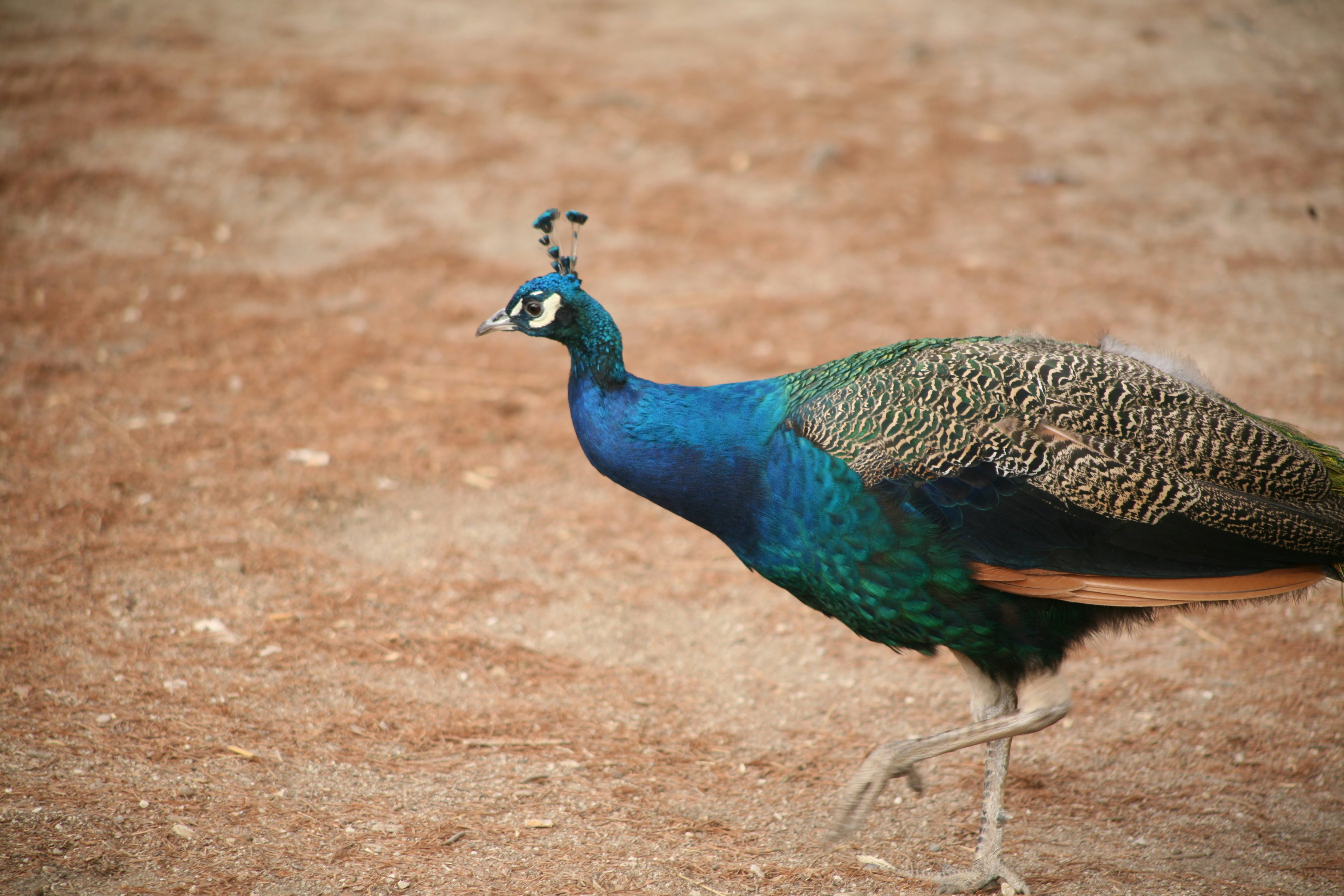 Photo by sandorfehervari