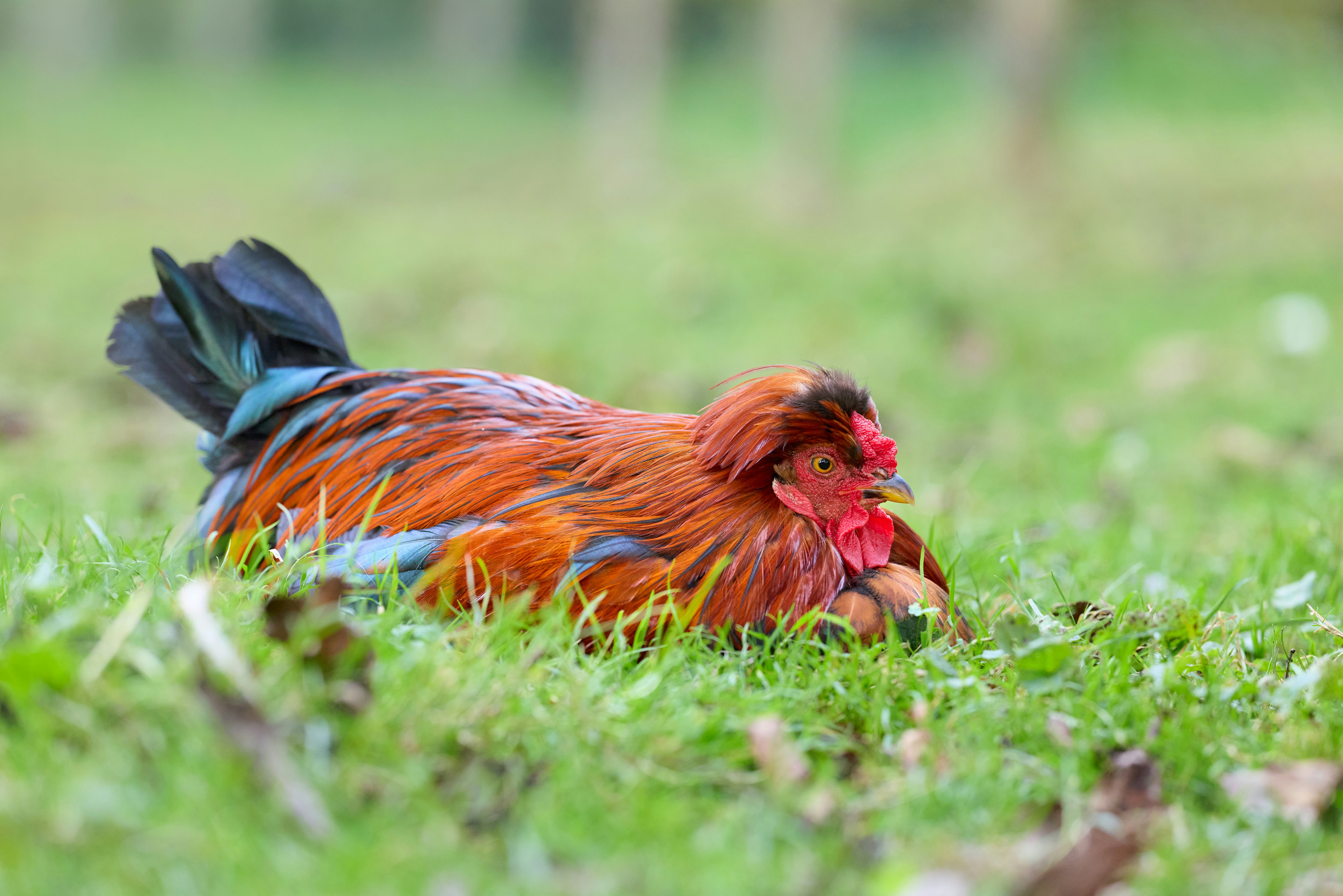 Photo by erwinbosman