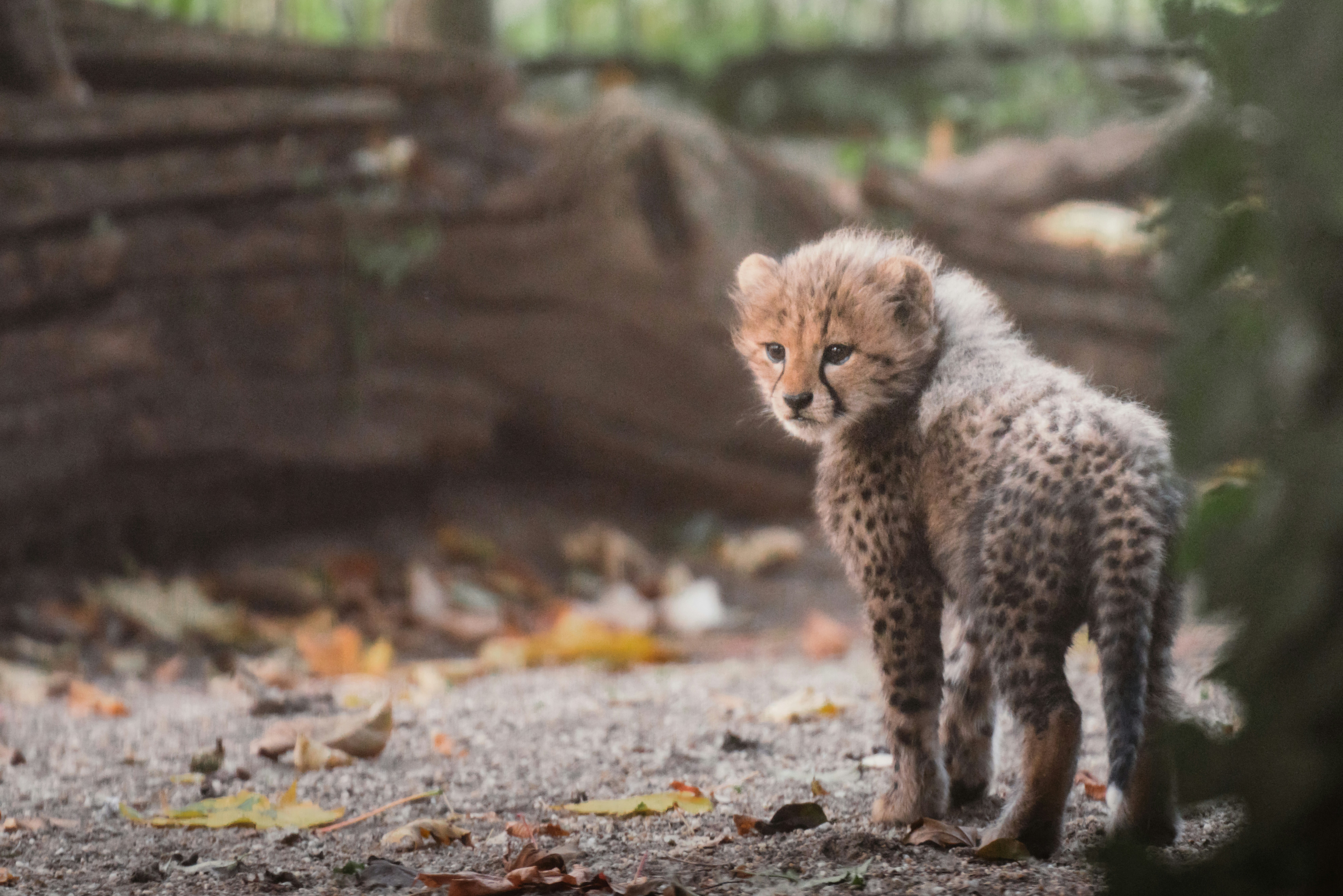 Comparaison visuelle litière maïs naturelle versus litière argile traditionnelle dans bacs pour chat