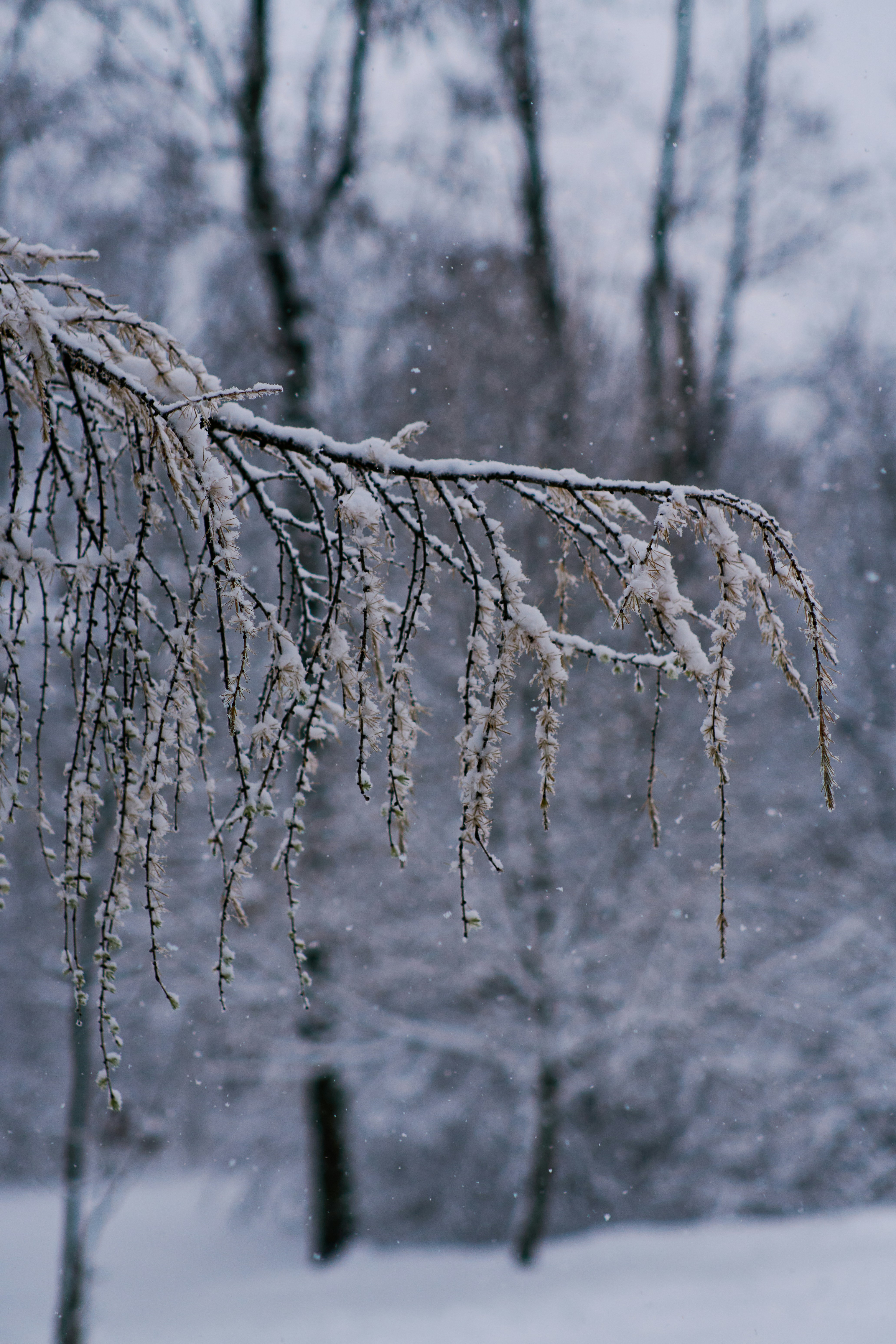 Photo by toffeeposibilities