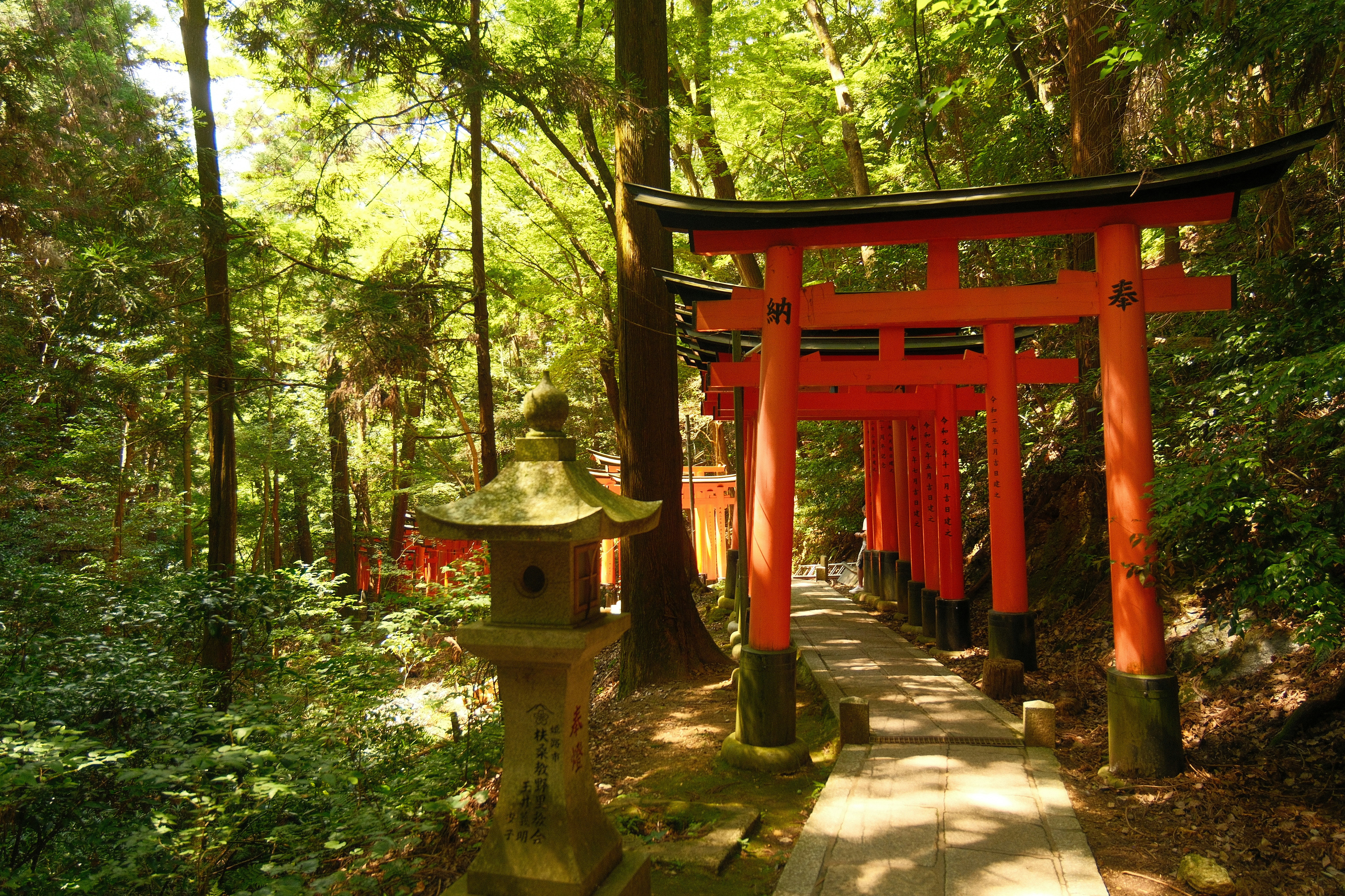 Red torii gates in a lush green forest