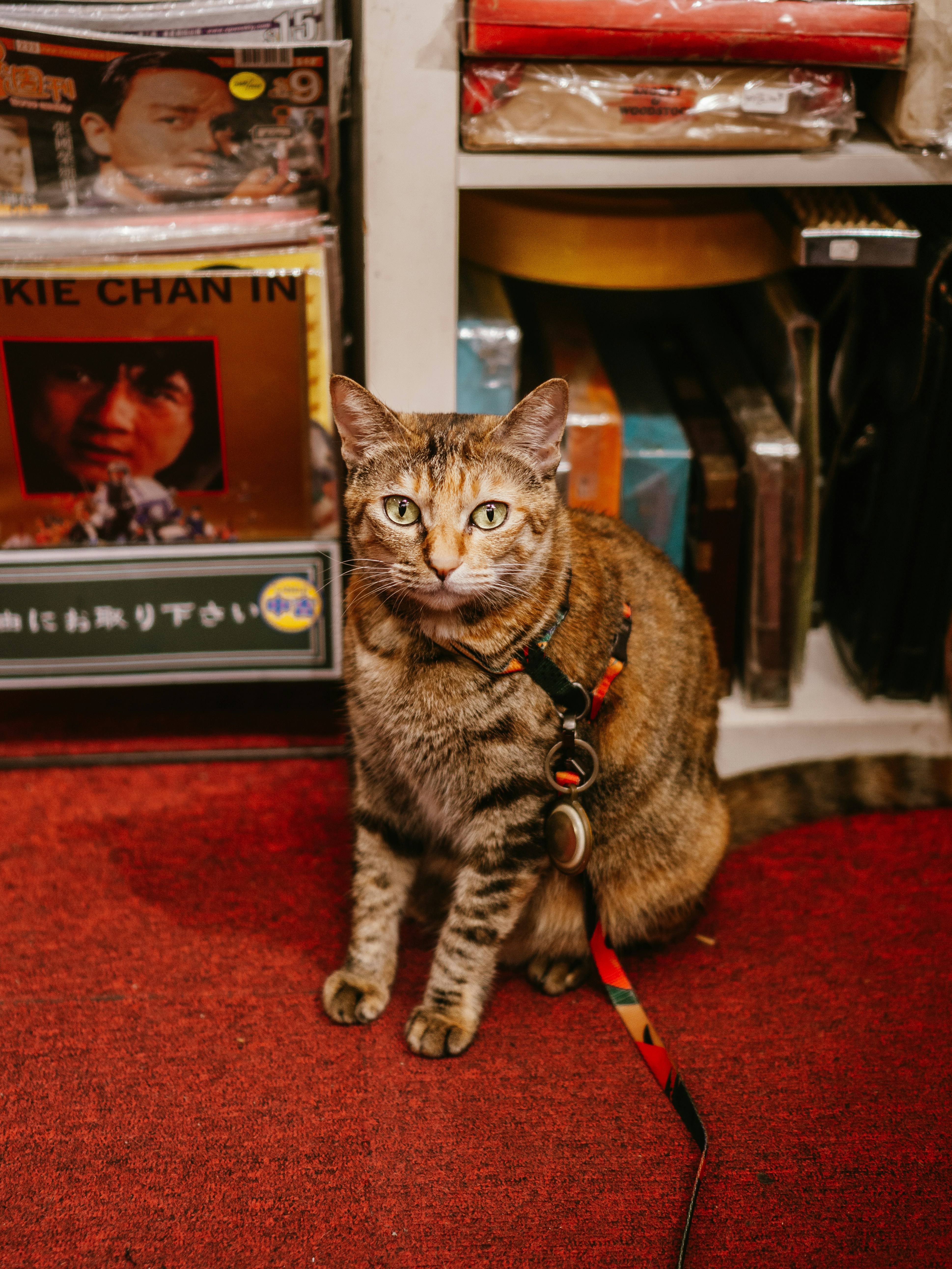 A tabby cat sits on a red carpet near records.