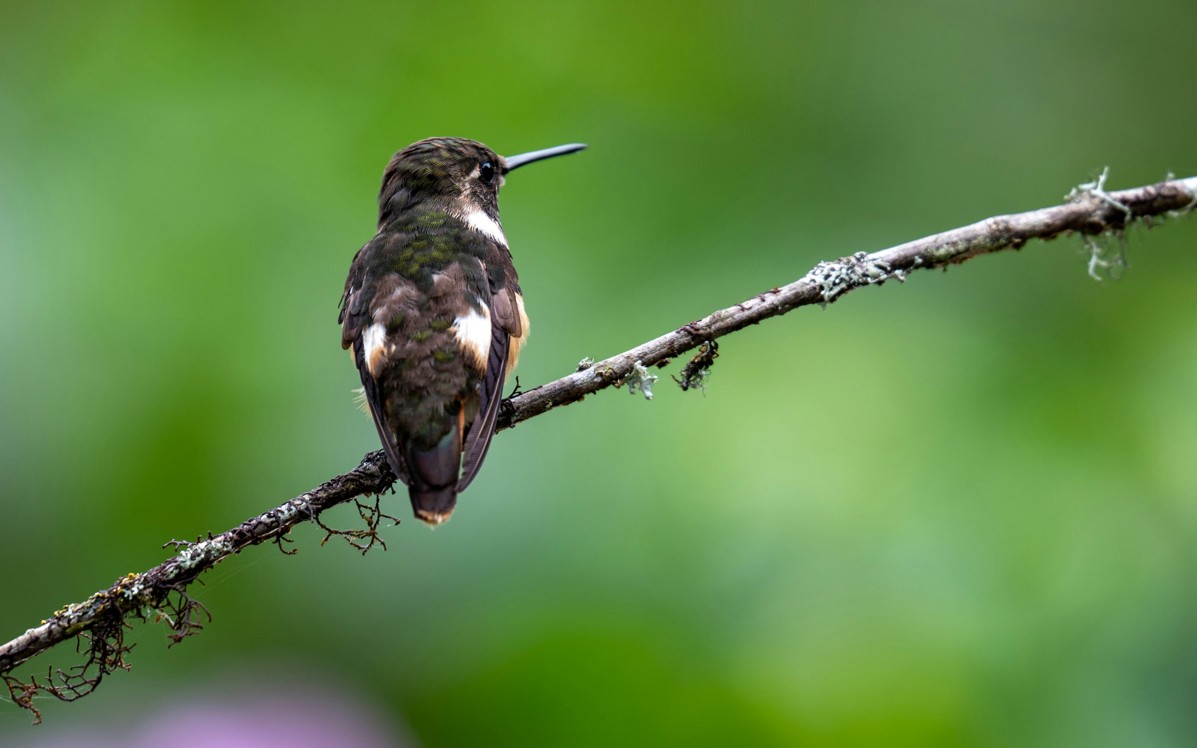 Photo by oj_wildframe