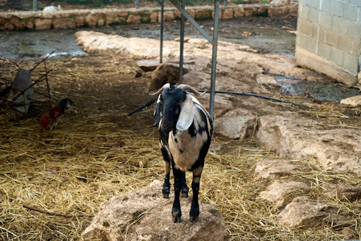 Khari goat