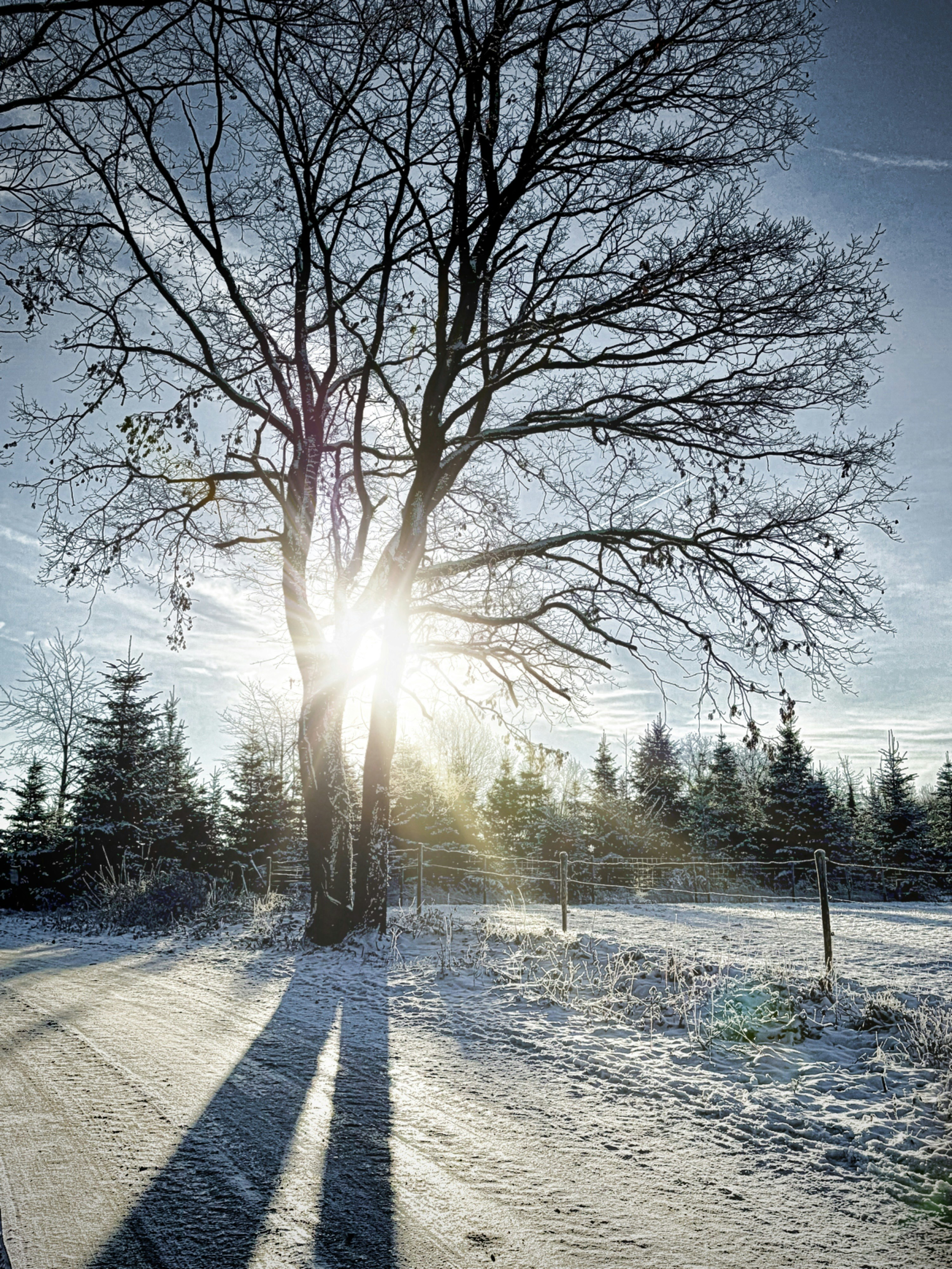 Bare tree silhouetted against bright sun in snowy landscape