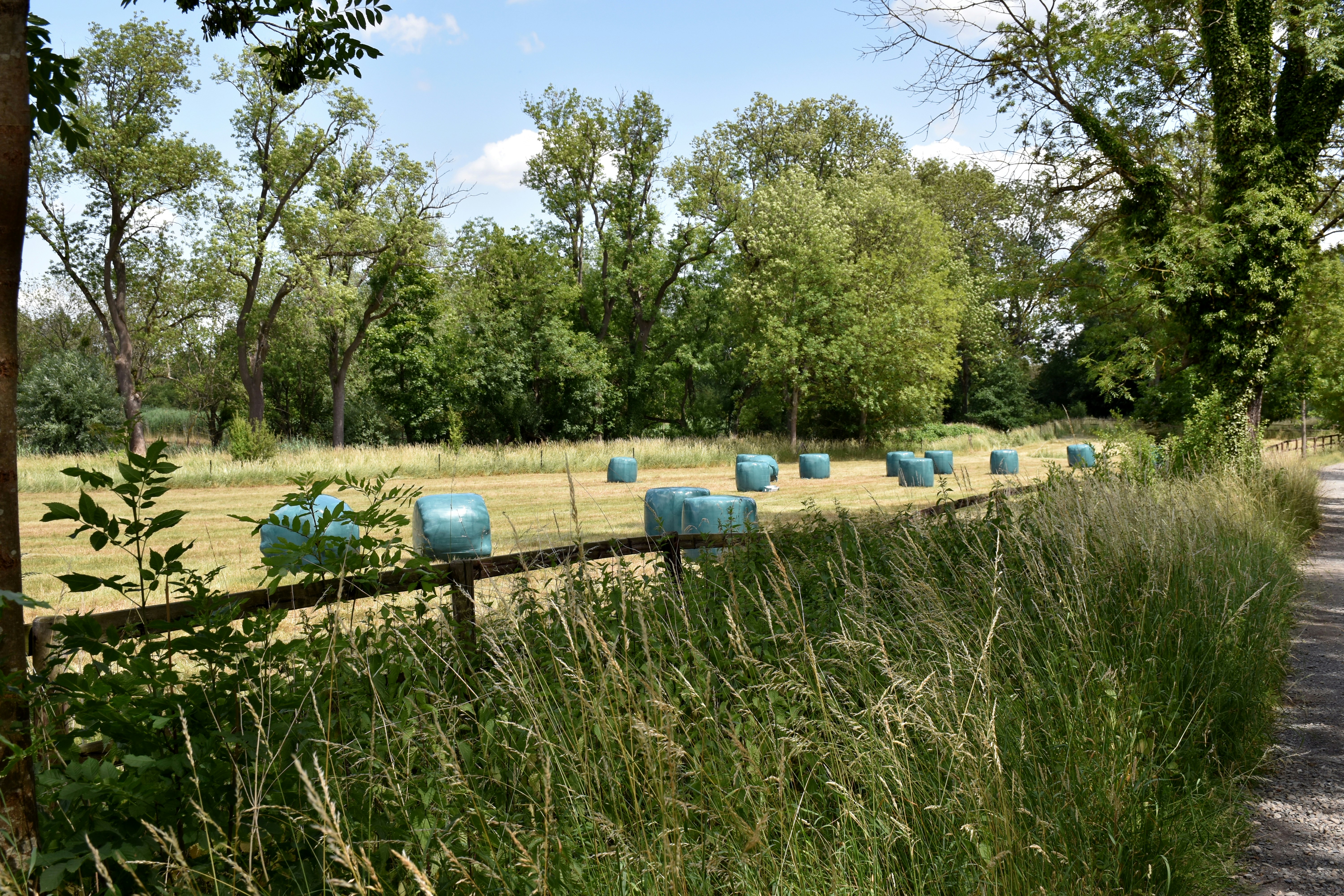Wrapped hay bales in a grassy field with trees.