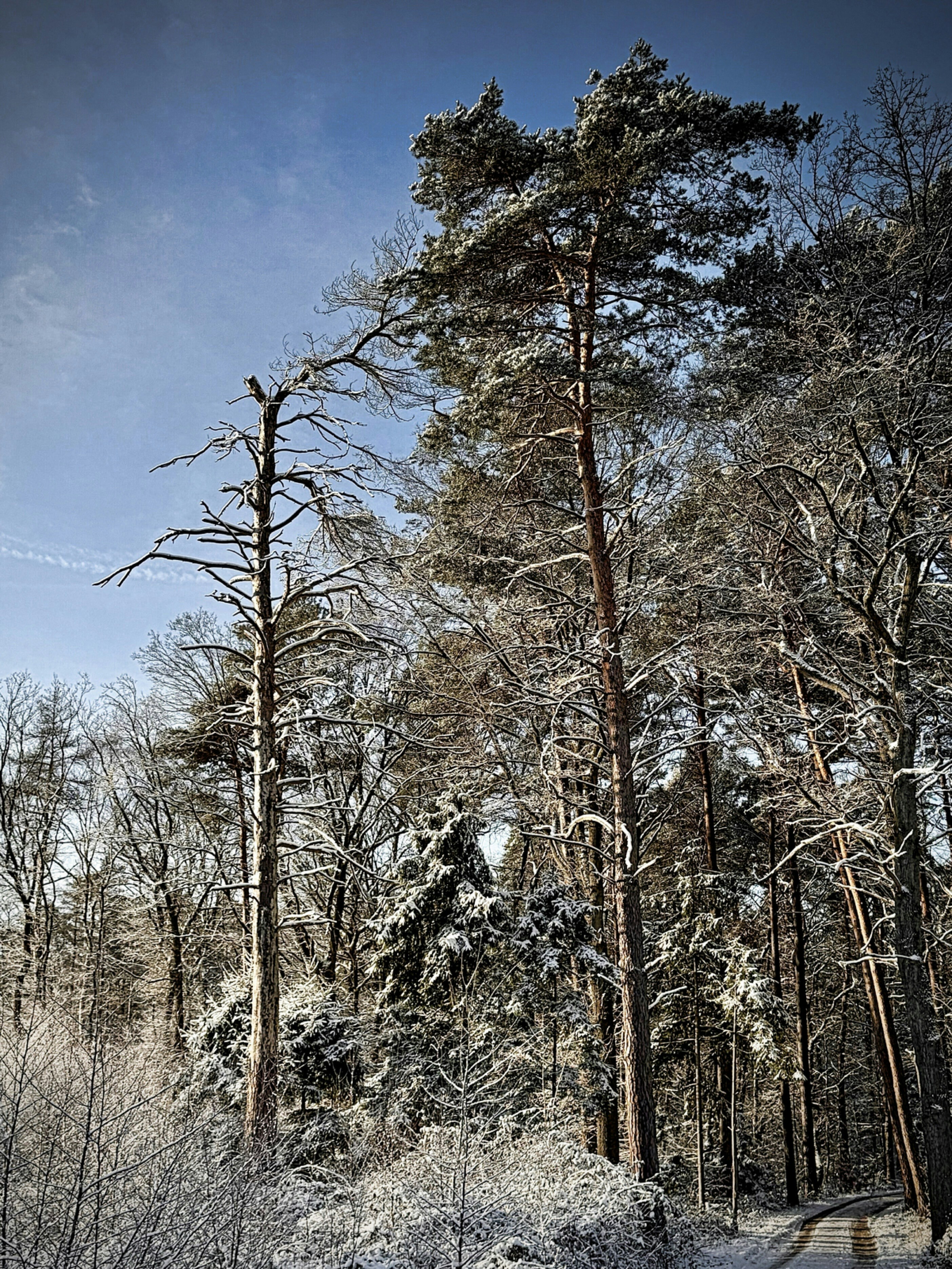 Tall pine trees covered in snow under a blue sky.
