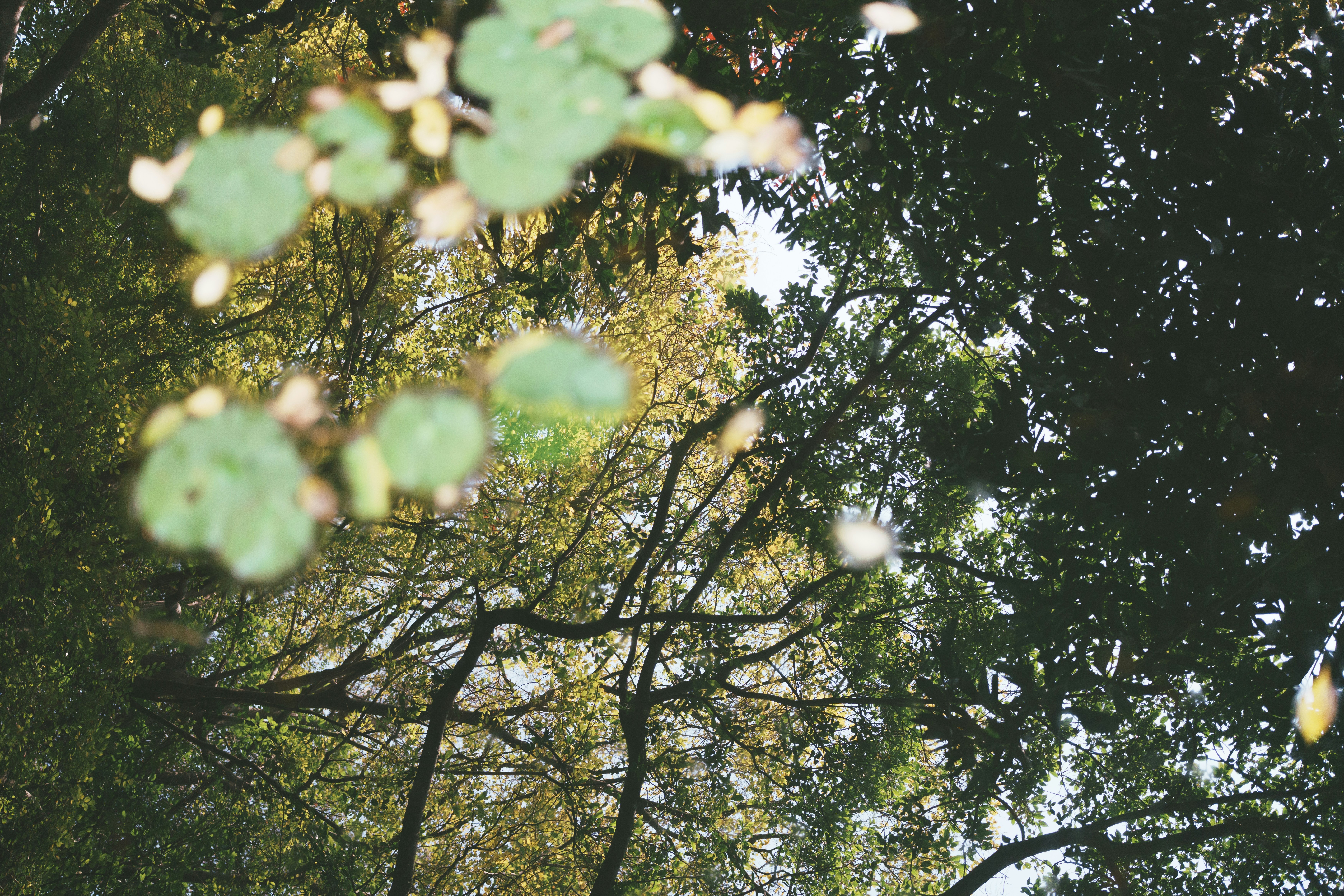 Reflection of trees and leaves in water