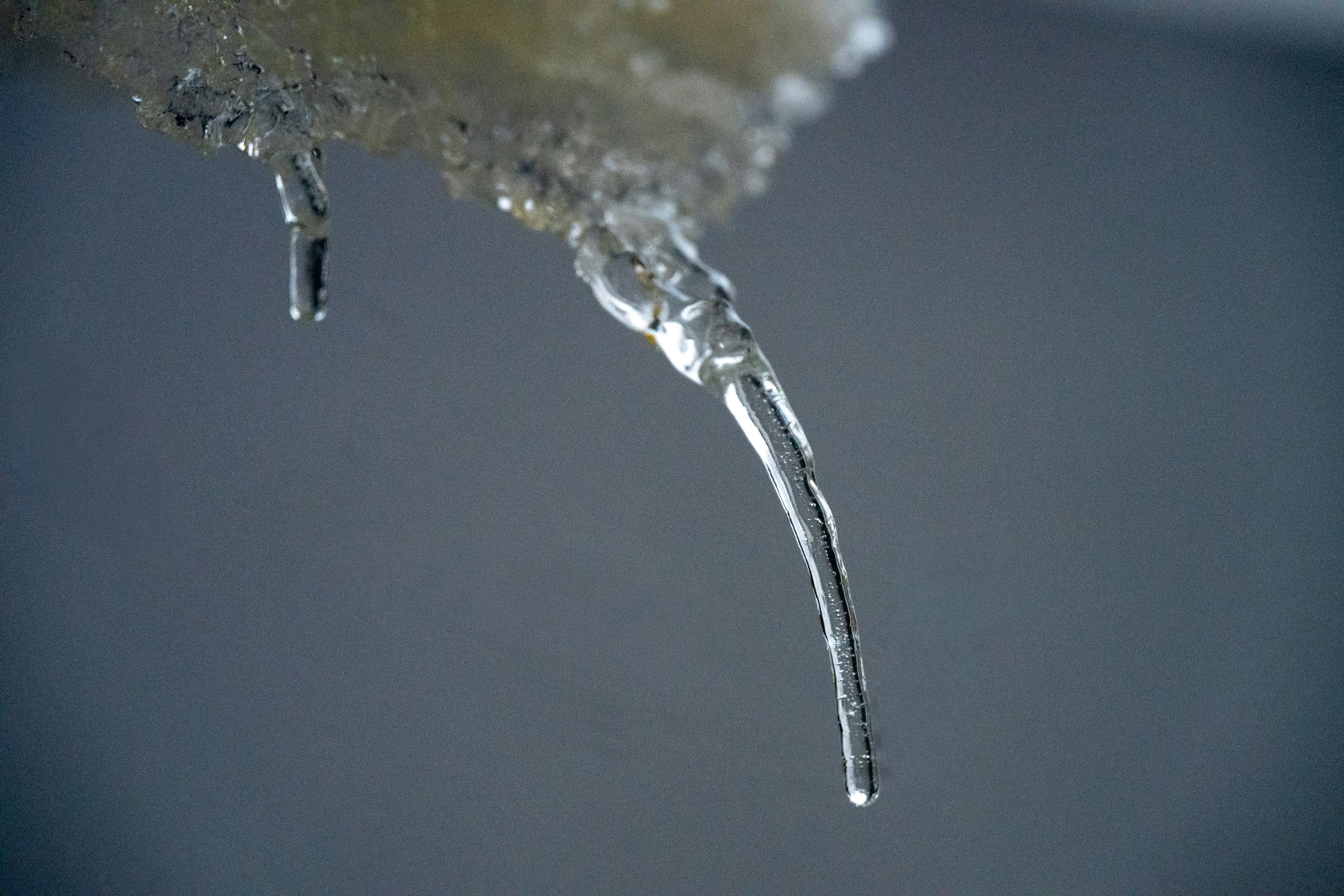 A close-up of a melting icicle against a blurred background.