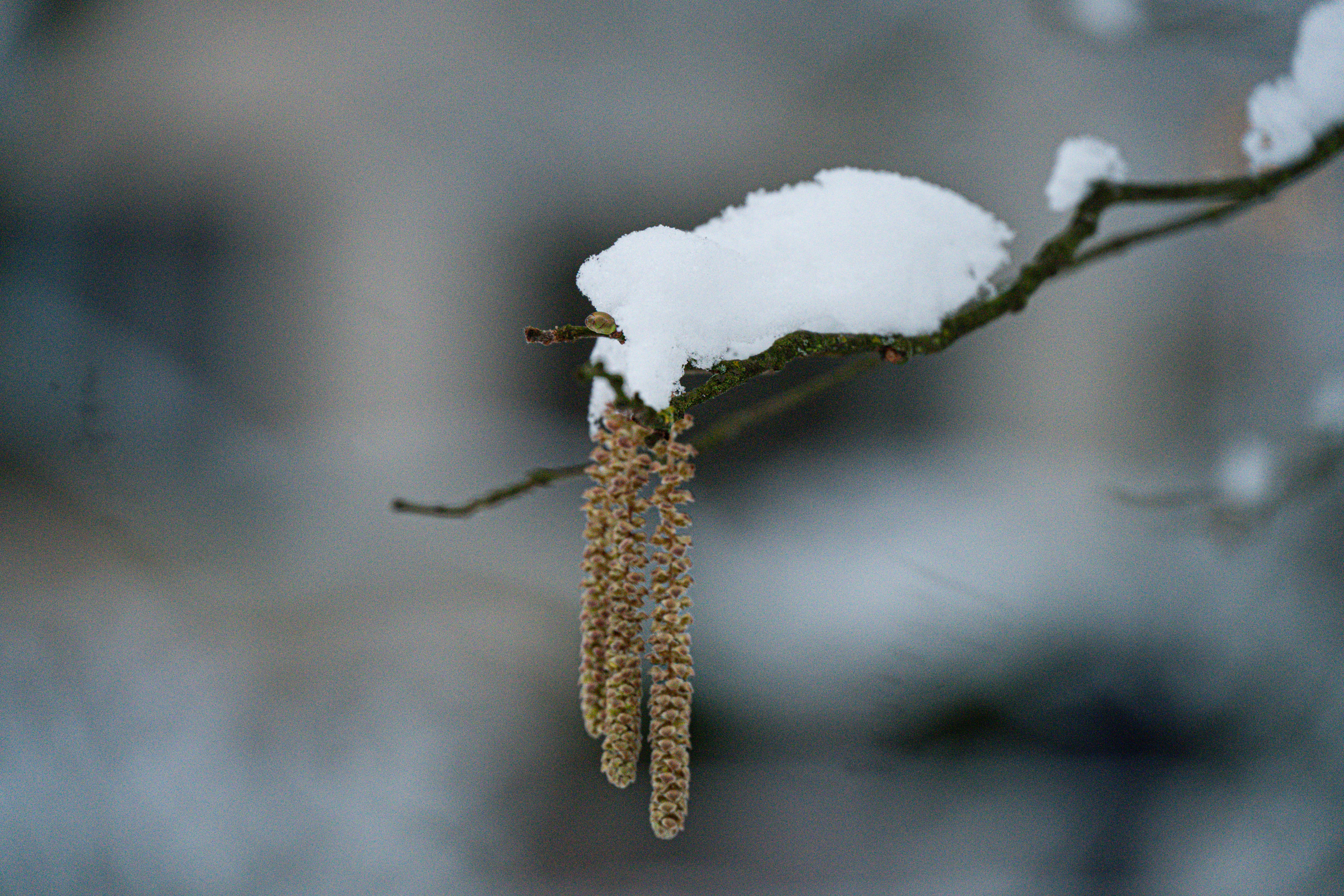 Catkins on a snow-covered branch in winter