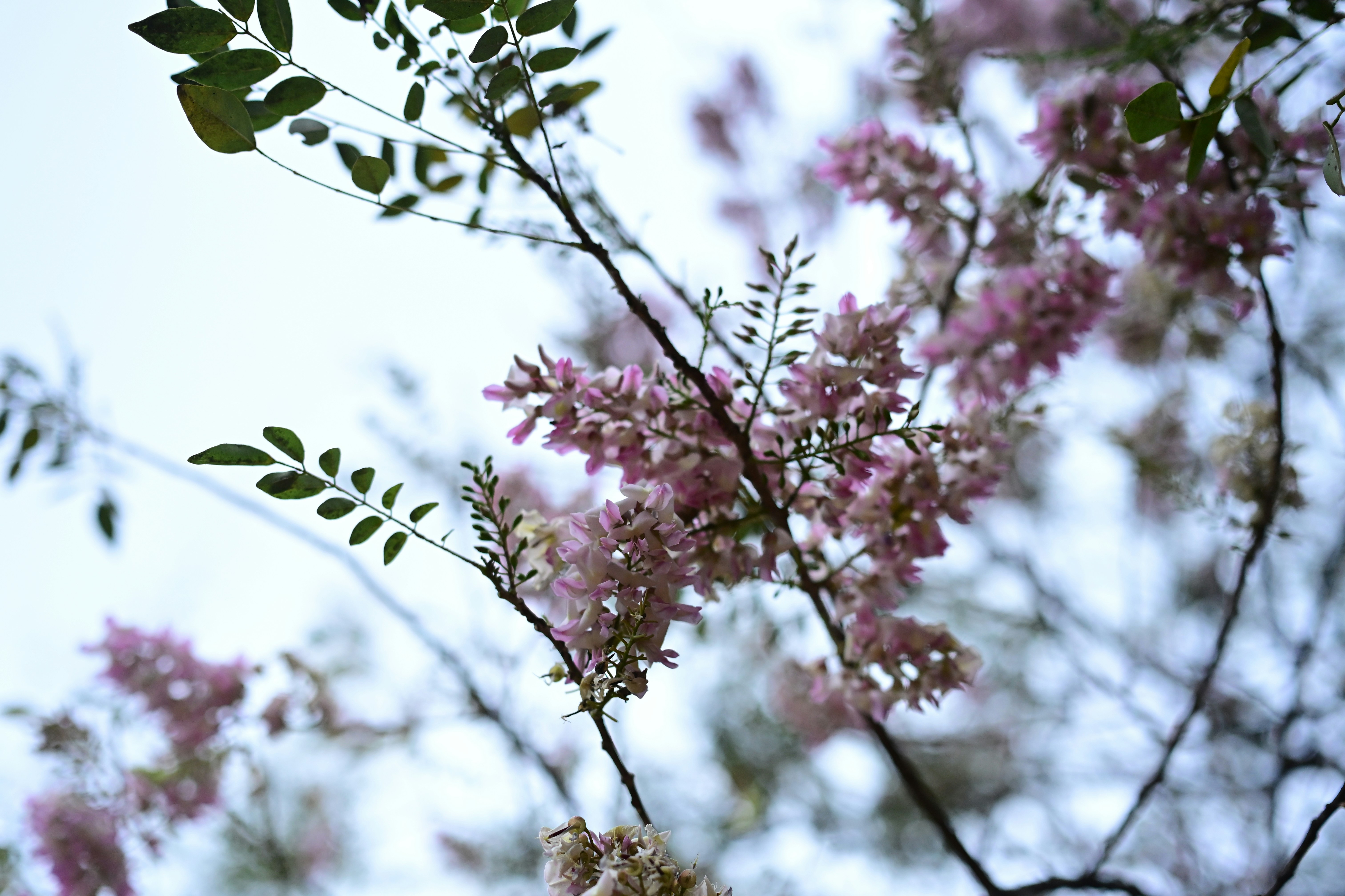 Delicate pink flowers bloom on tree branches.