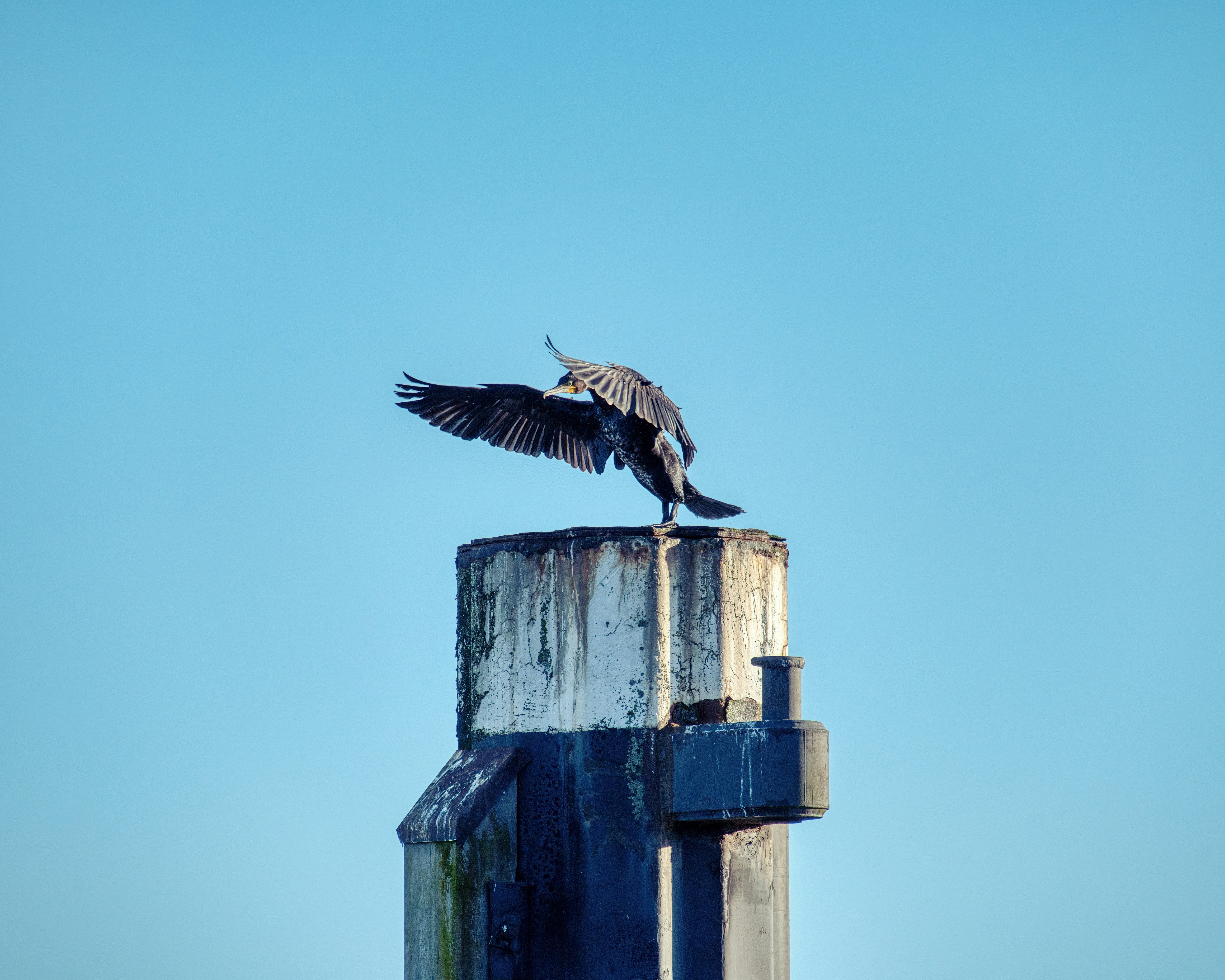 A bird perches on a post with wings spread.