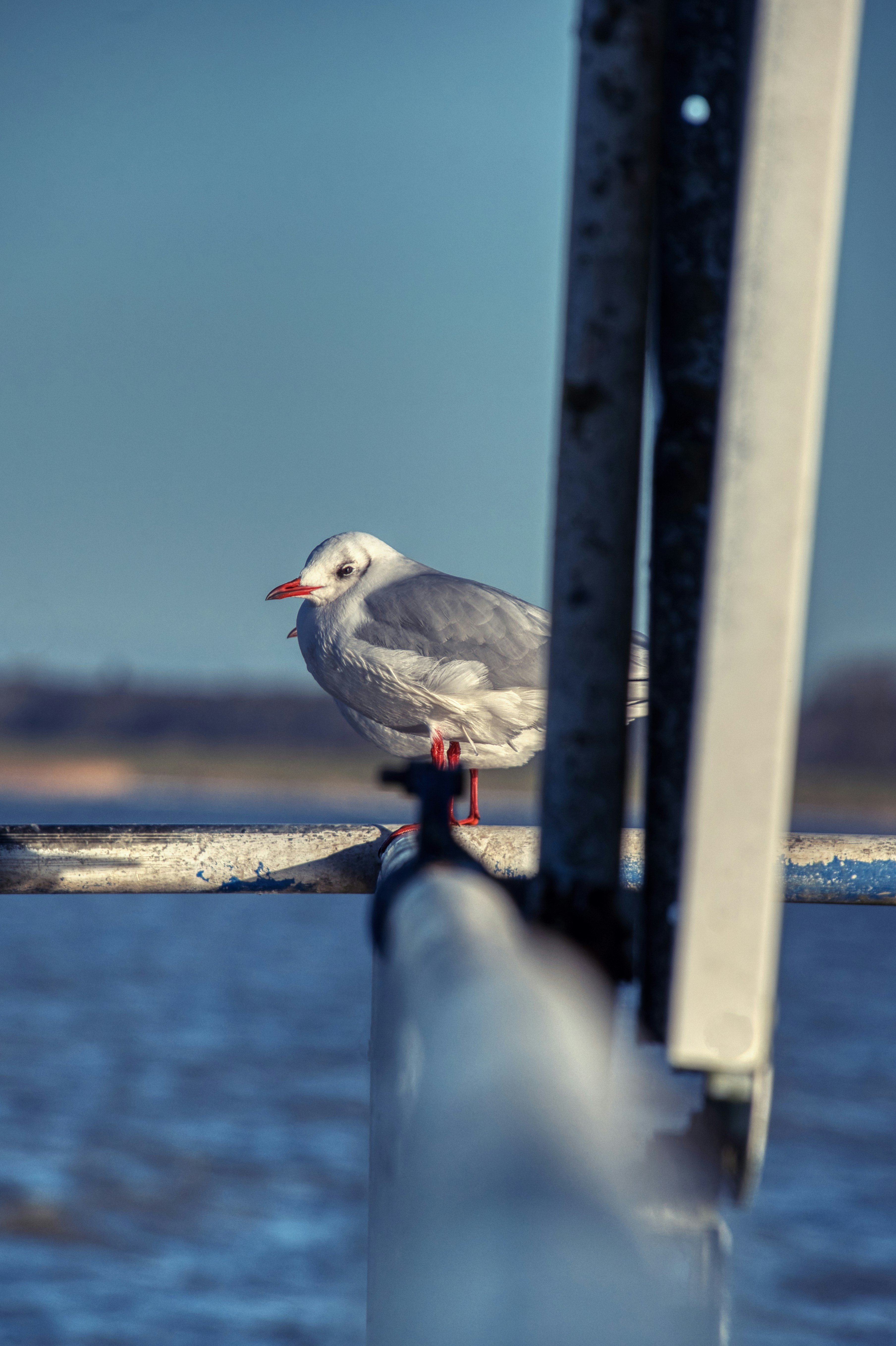 A seagull perched on a railing near the water.