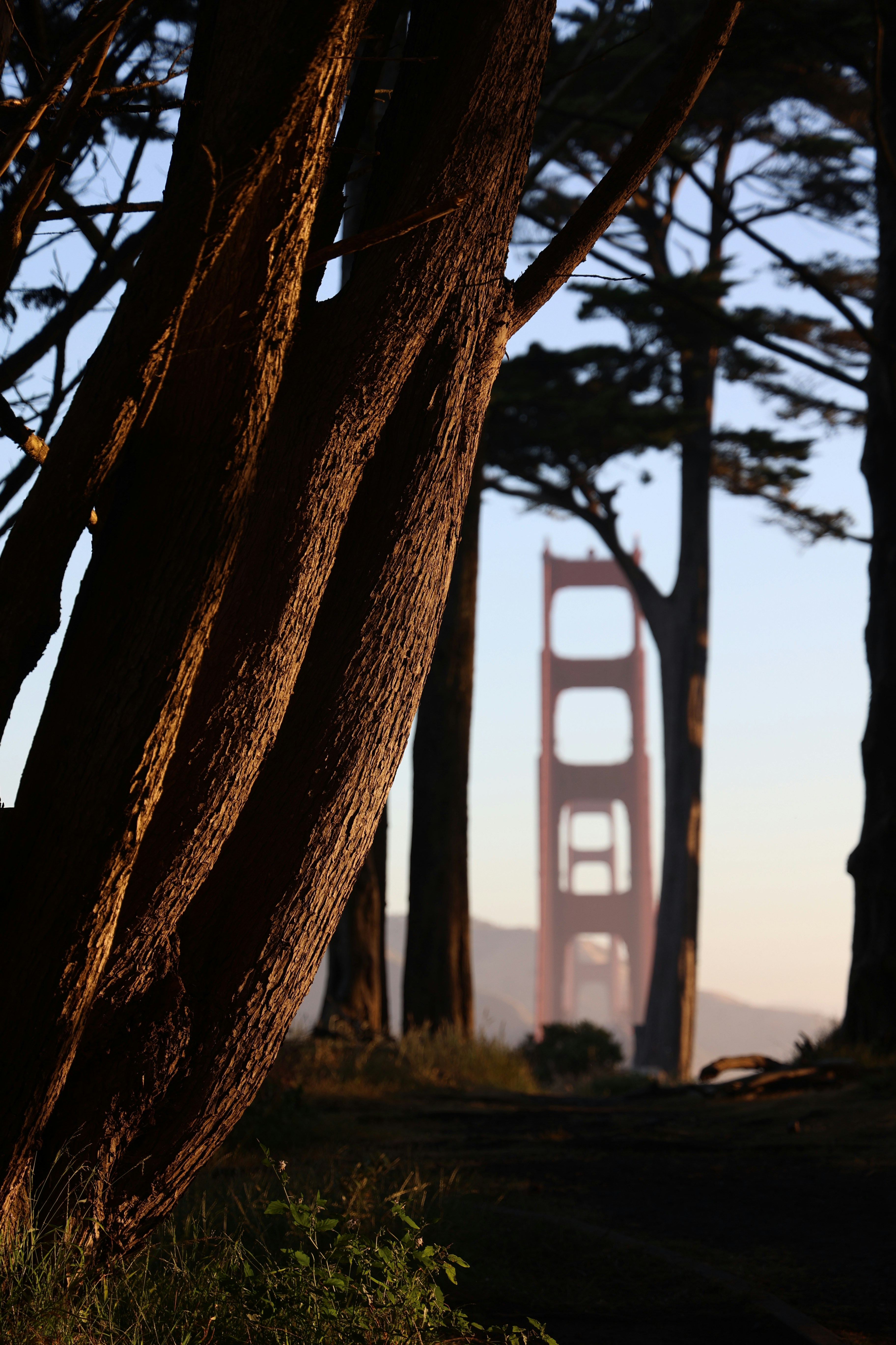Golden gate bridge seen through trees at sunset