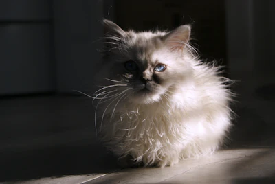 A fluffy white kitten sits in dramatic light.