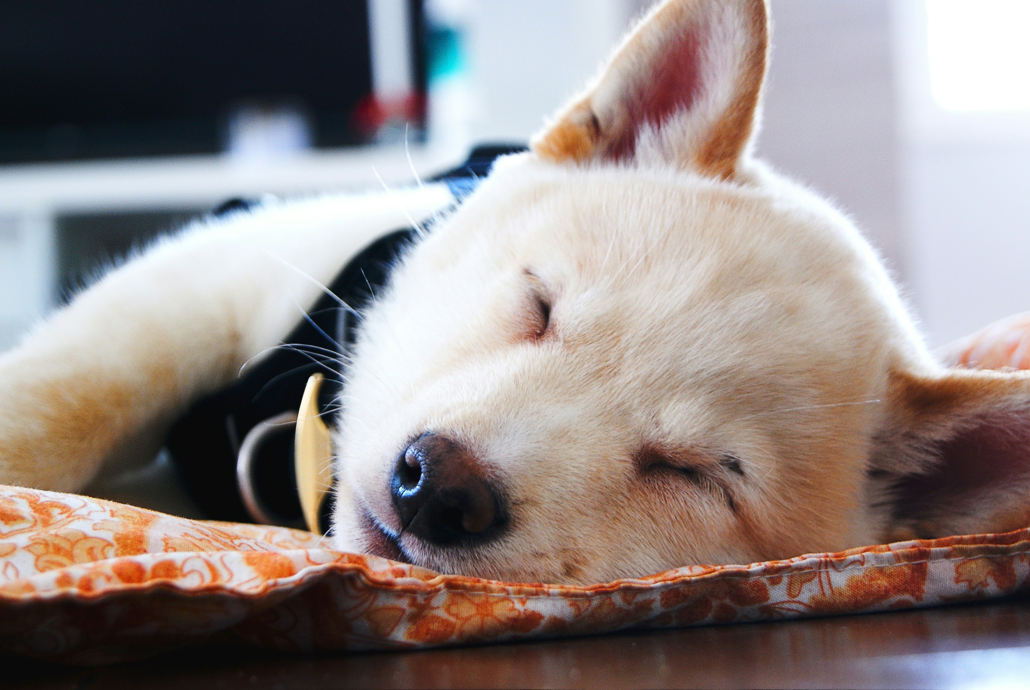 A cute puppy sleeping on a patterned blanket.