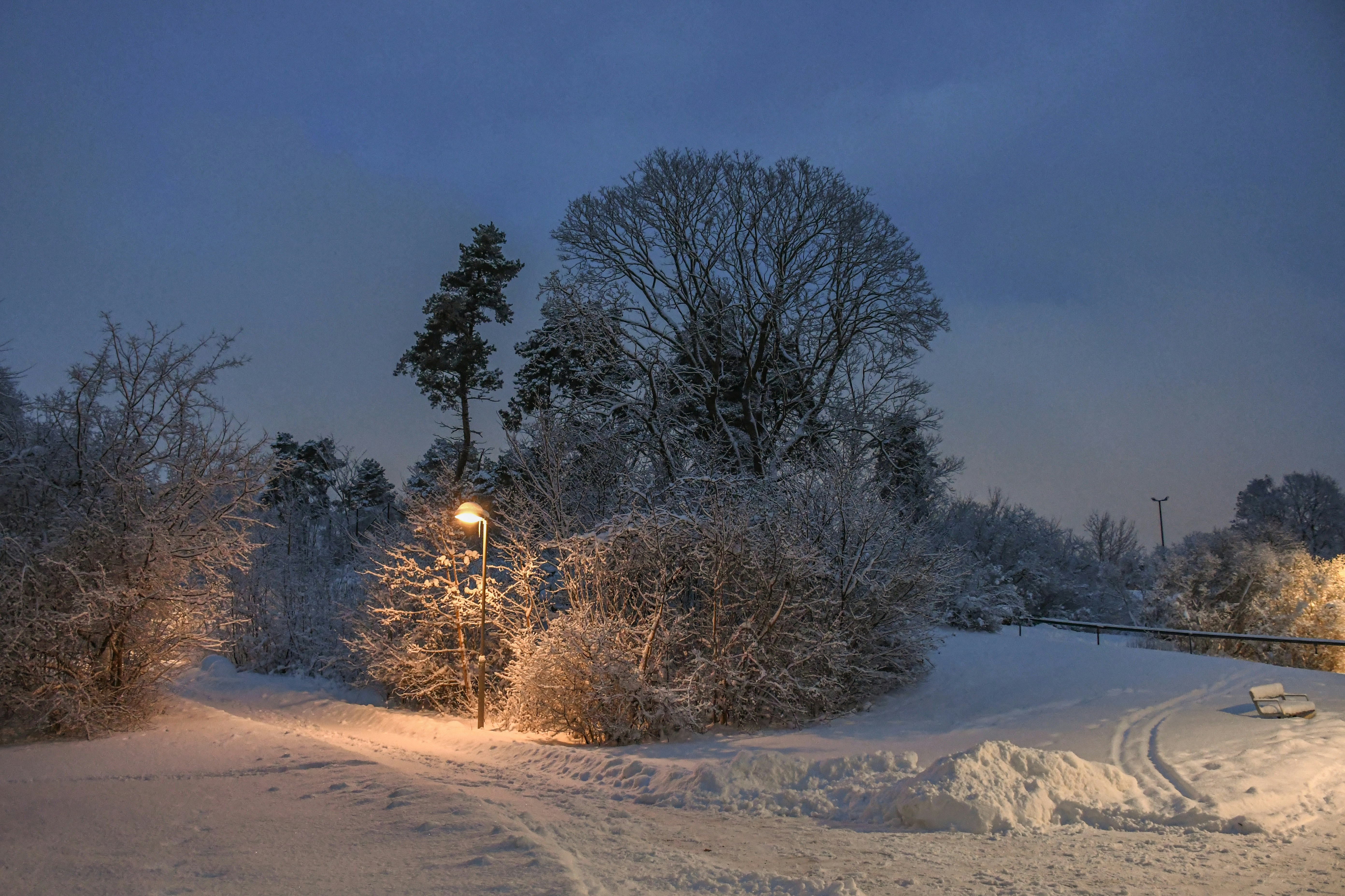 Snow-covered trees and path illuminated by a lamp