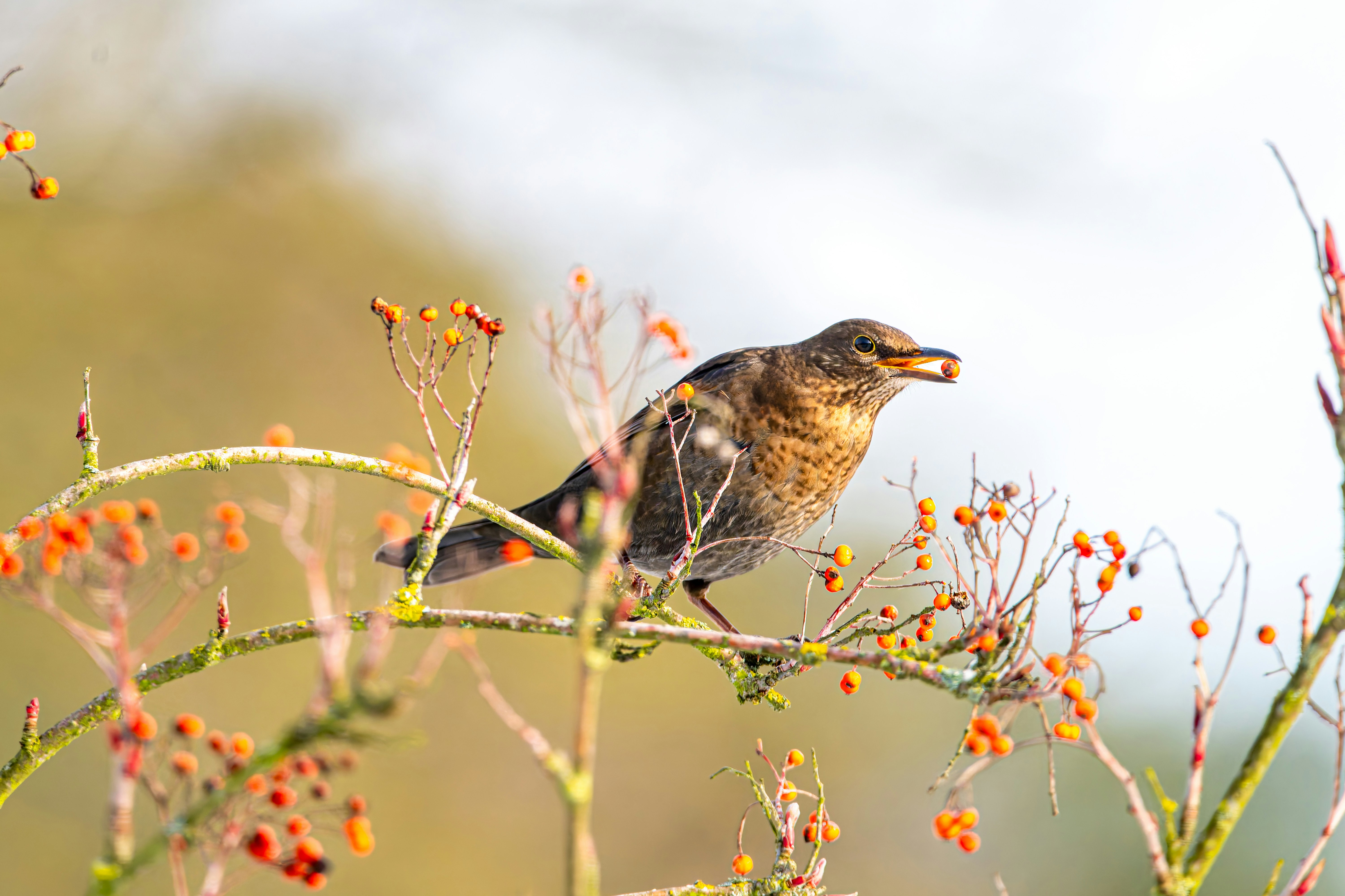 Photo by siegfriedpoepperl