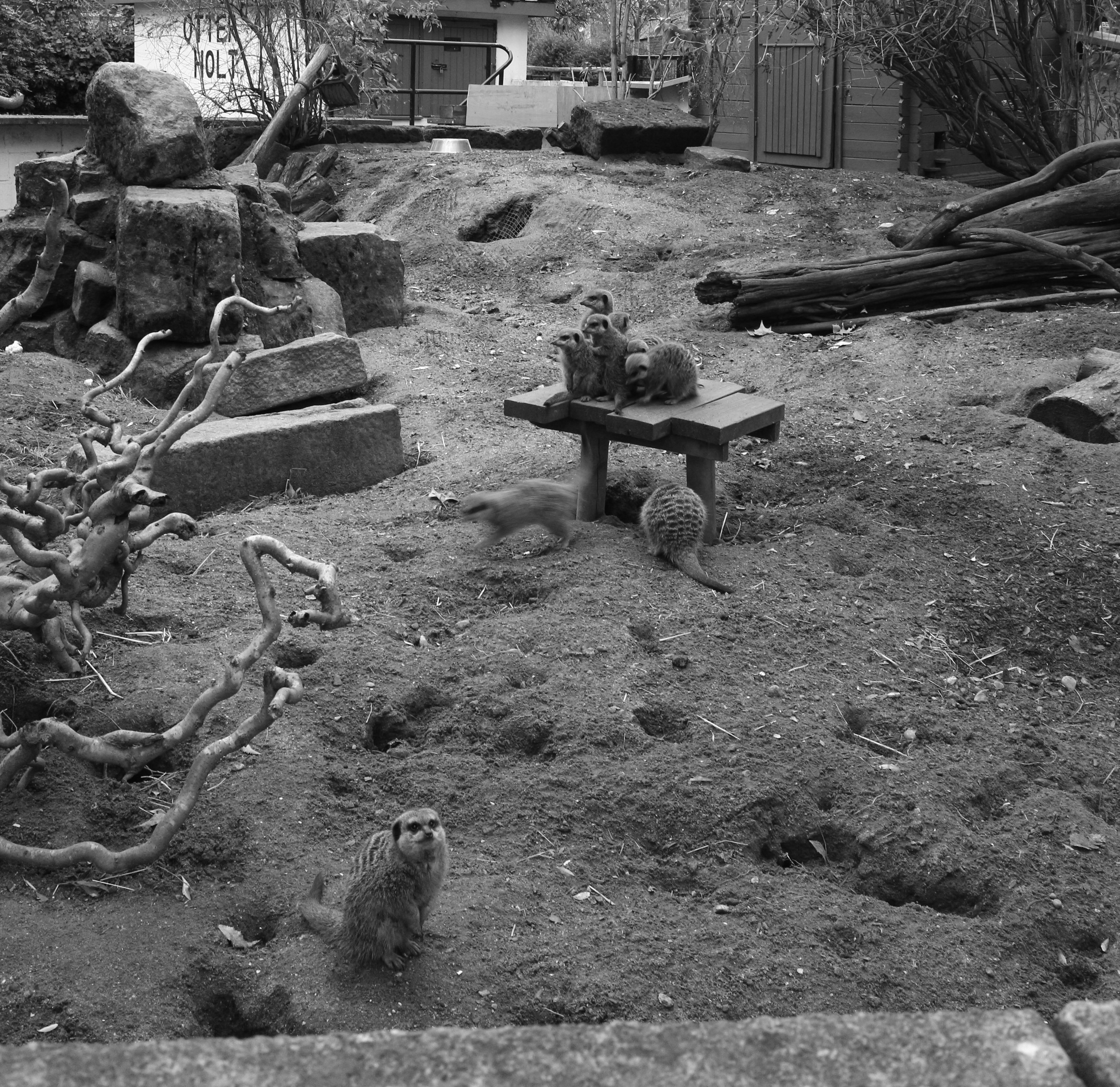 Meerkats gathered around a wooden table in an enclosure.