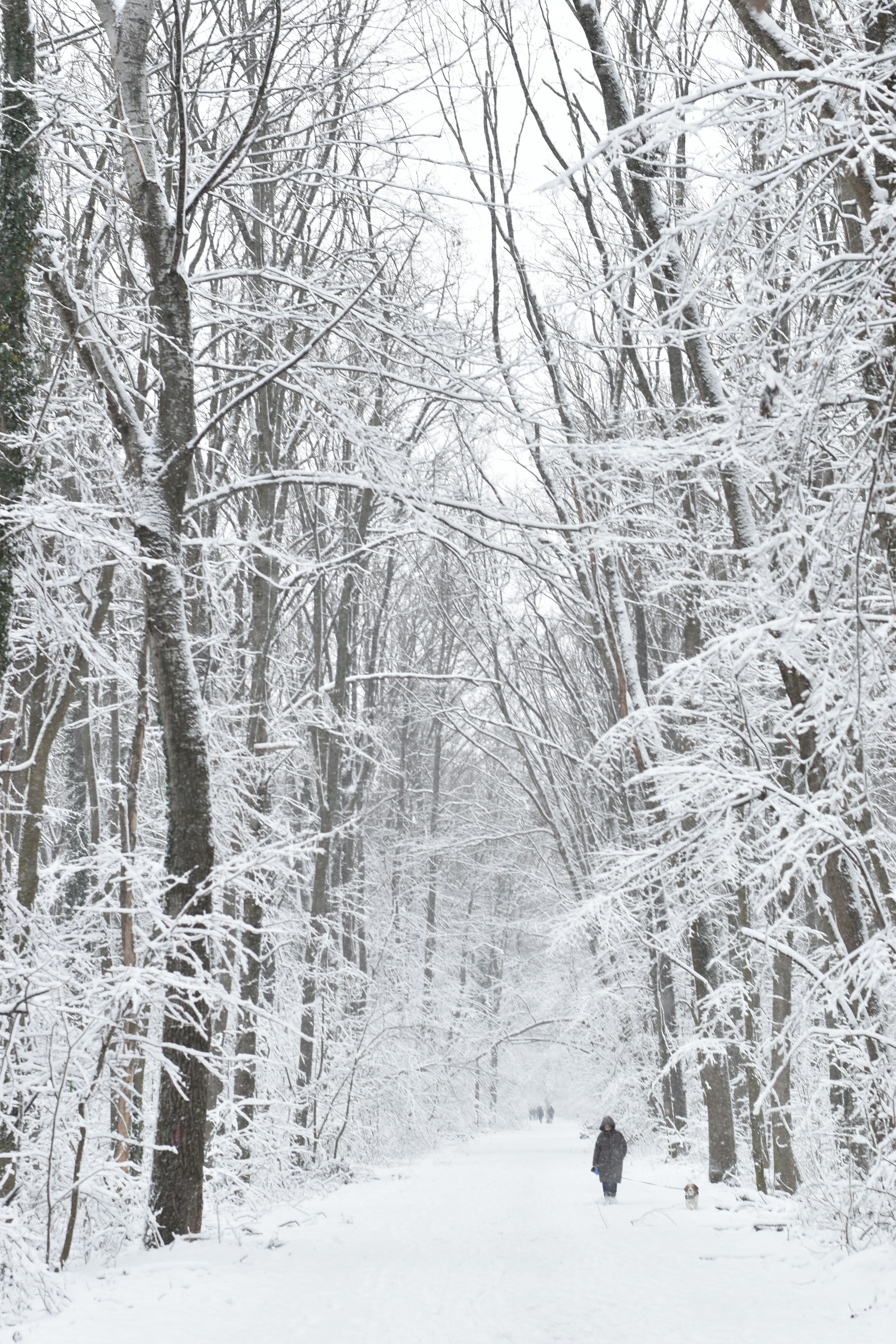A person walks down a snowy forest path.