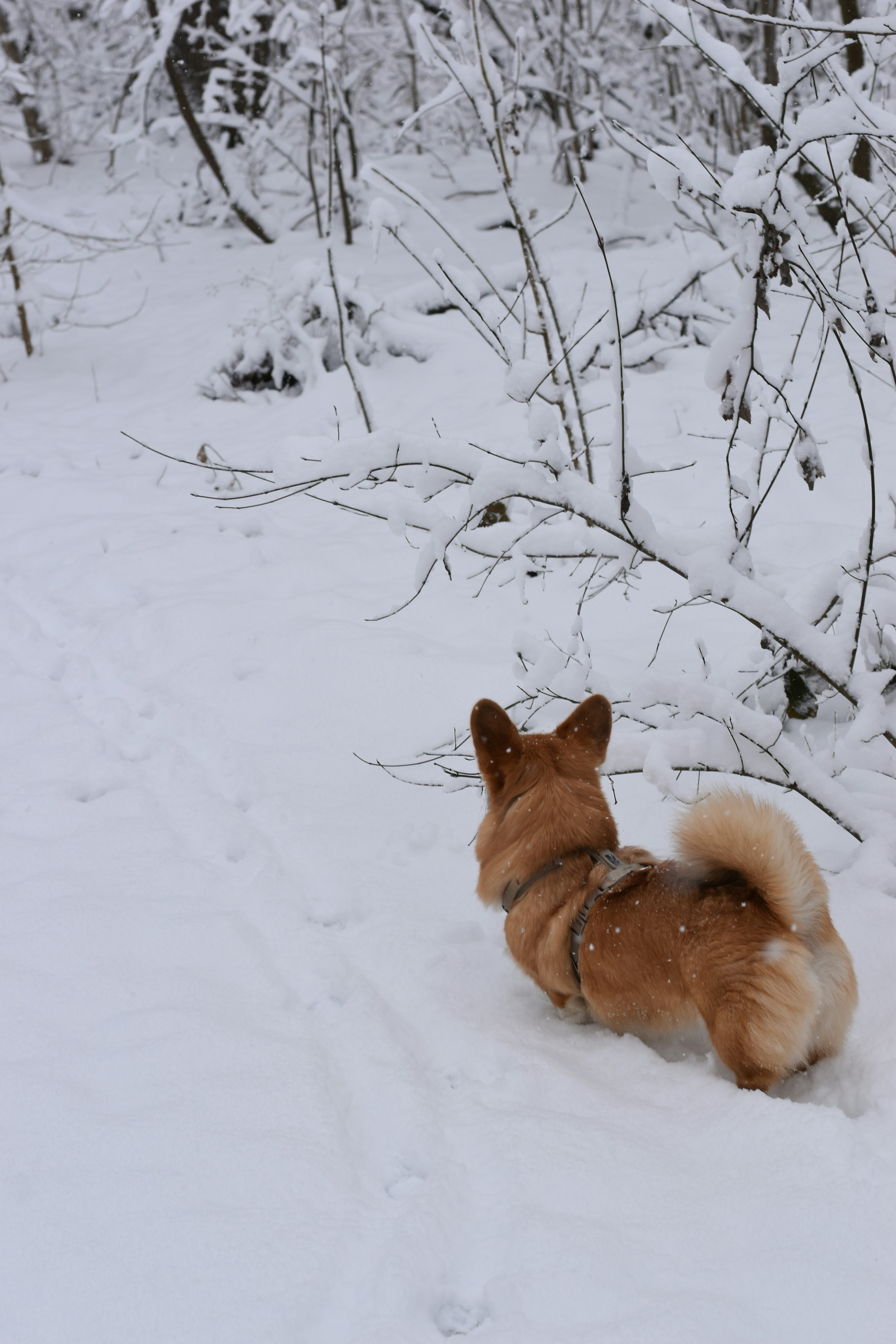 A corgi walks through a snowy forest path