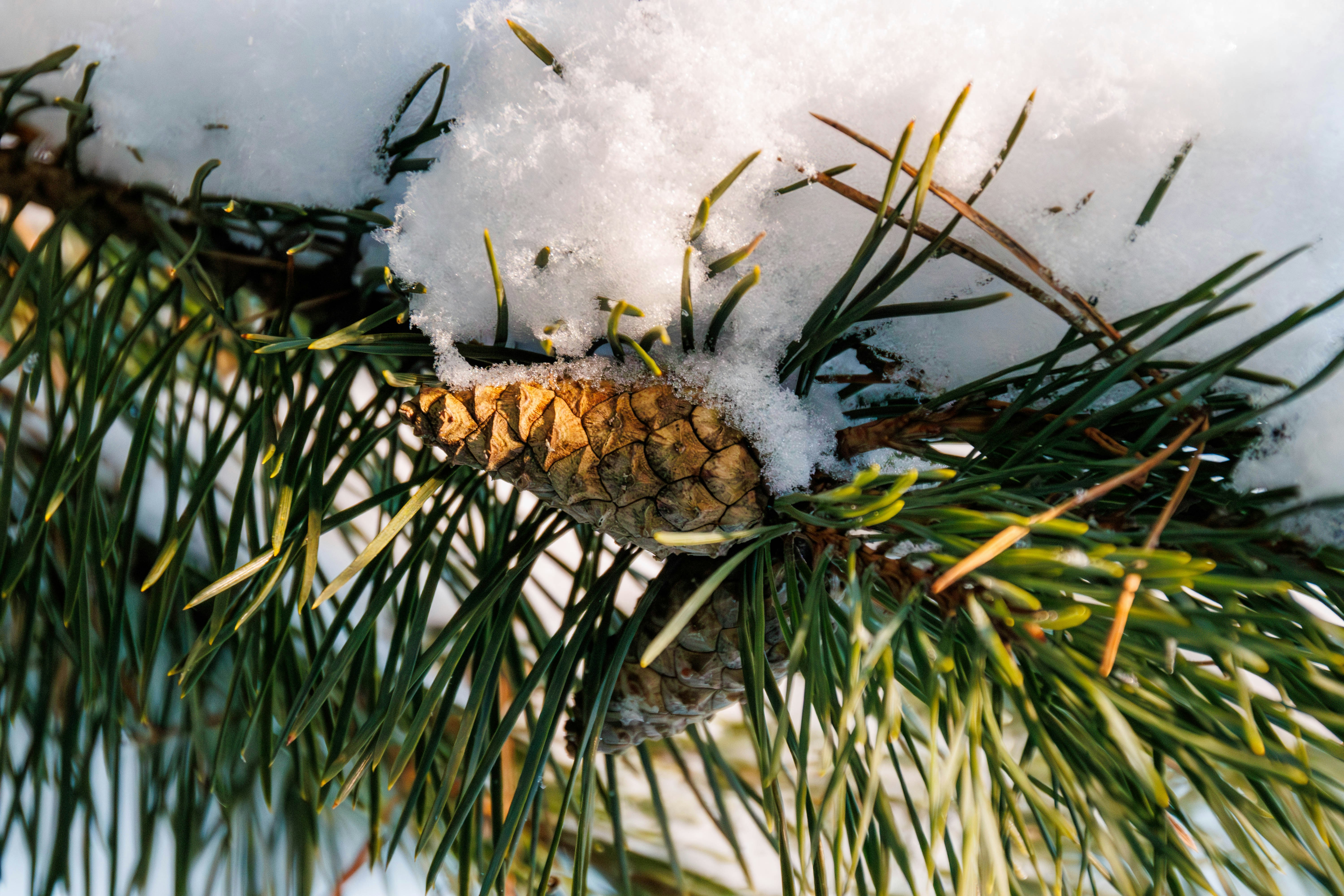 Pinecone on a snow-covered pine branch