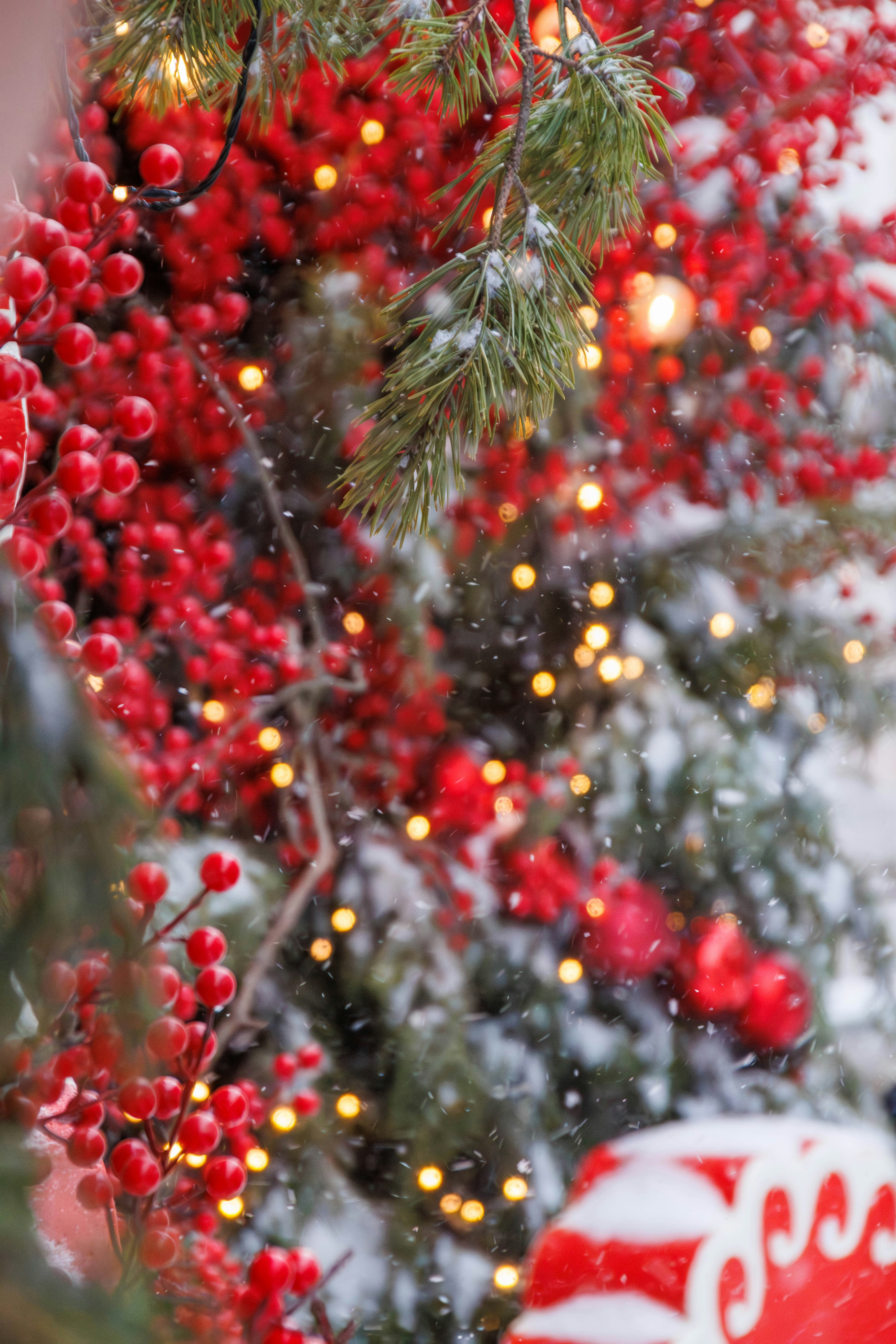 Red berries and festive lights on a snowy branch