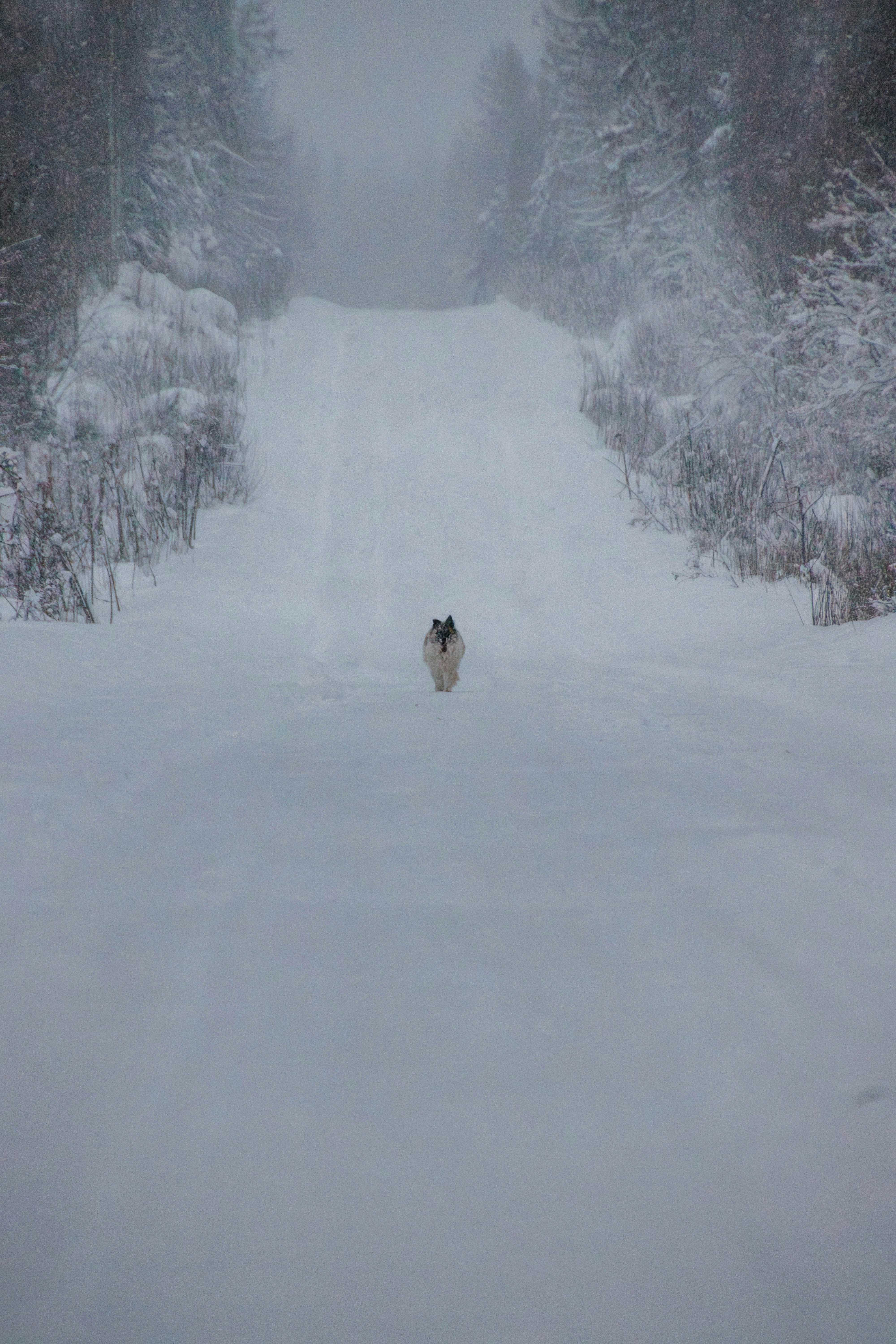 A dog runs up a snowy hill in a forest.