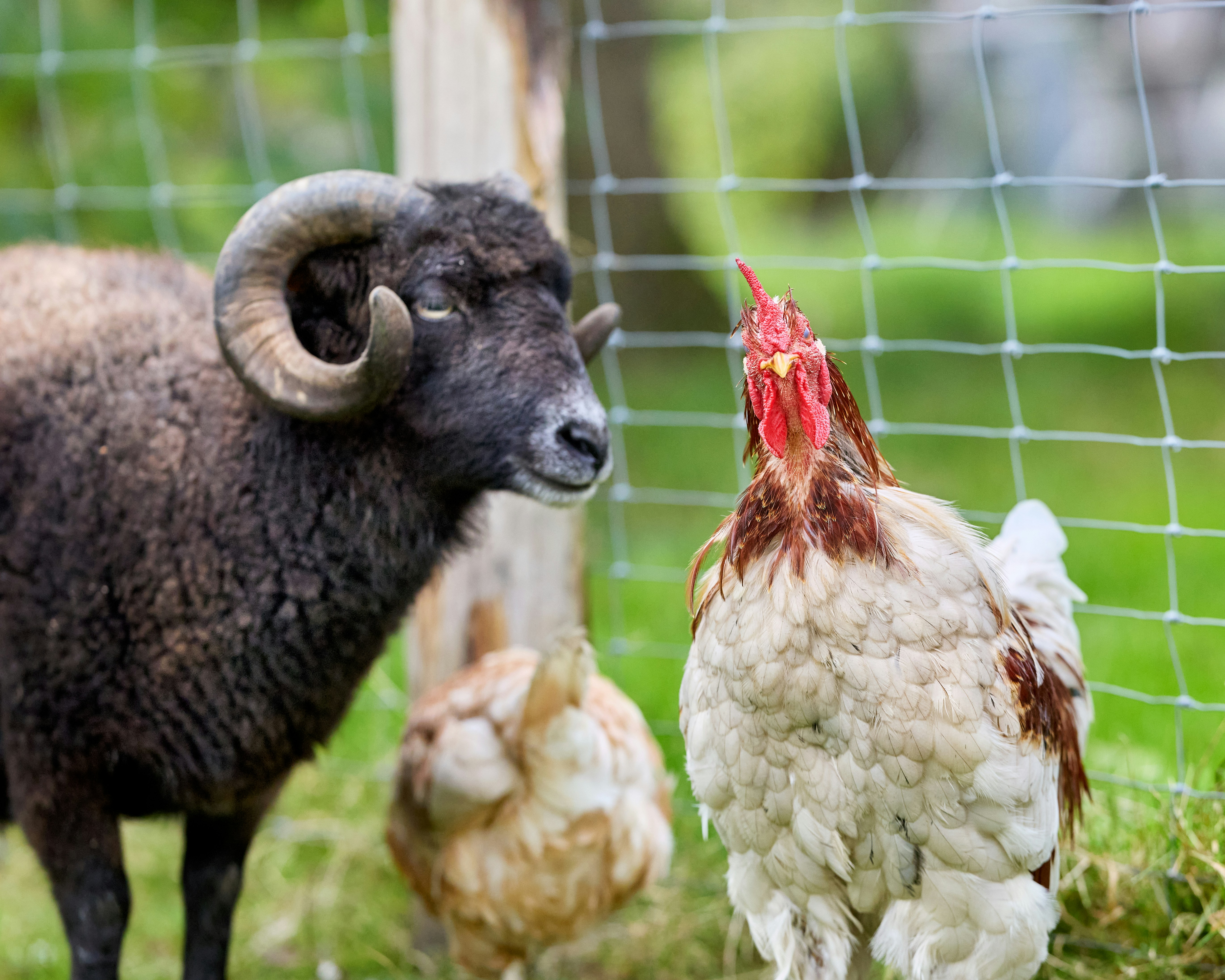 La médiation animale auprès des adultes souffrant de dépression : retours d’expérience et recommandations