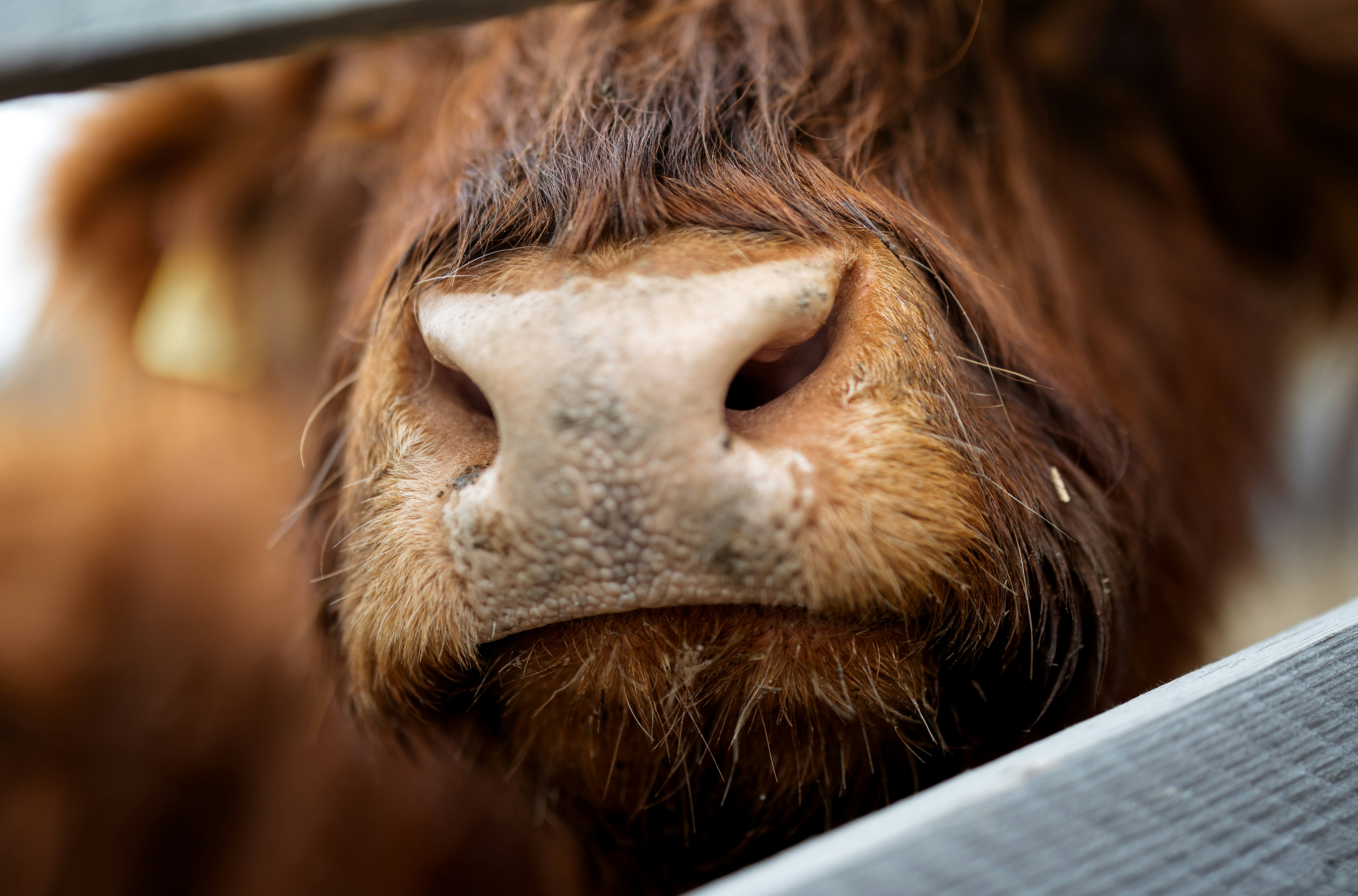 Close-up of a shaggy brown cow's nose