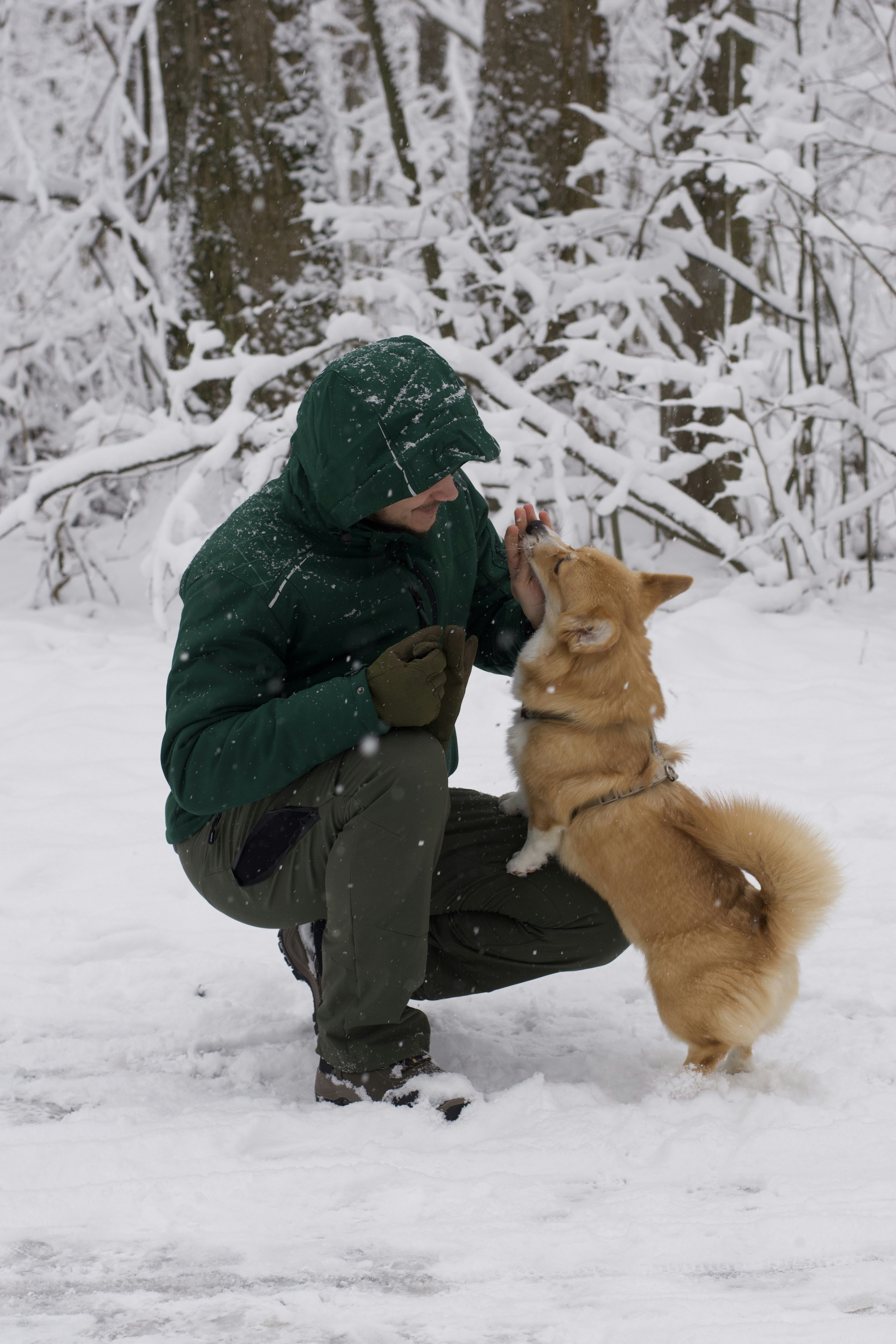 Person and dog playing in the snow