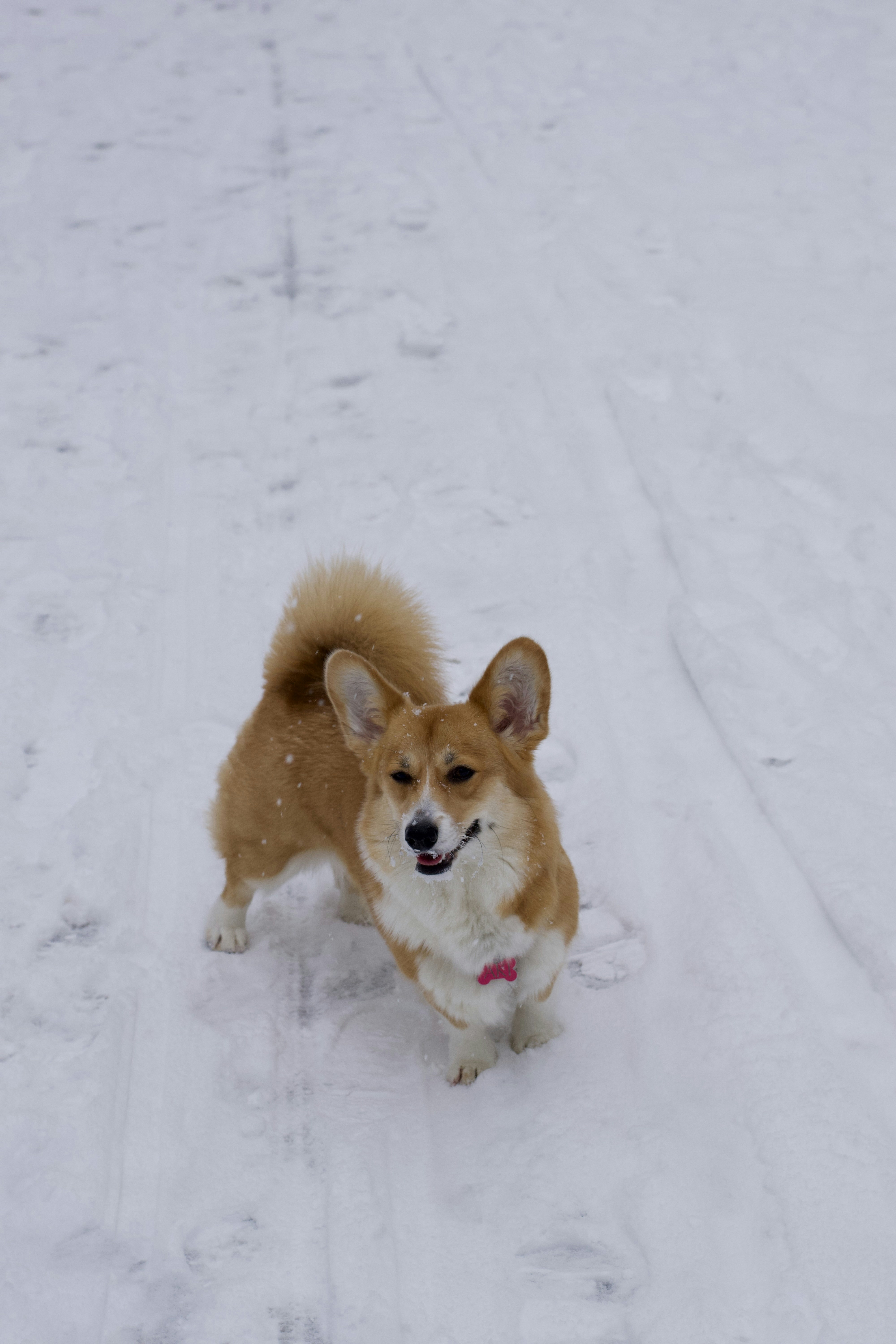 A corgi dog stands in the snow