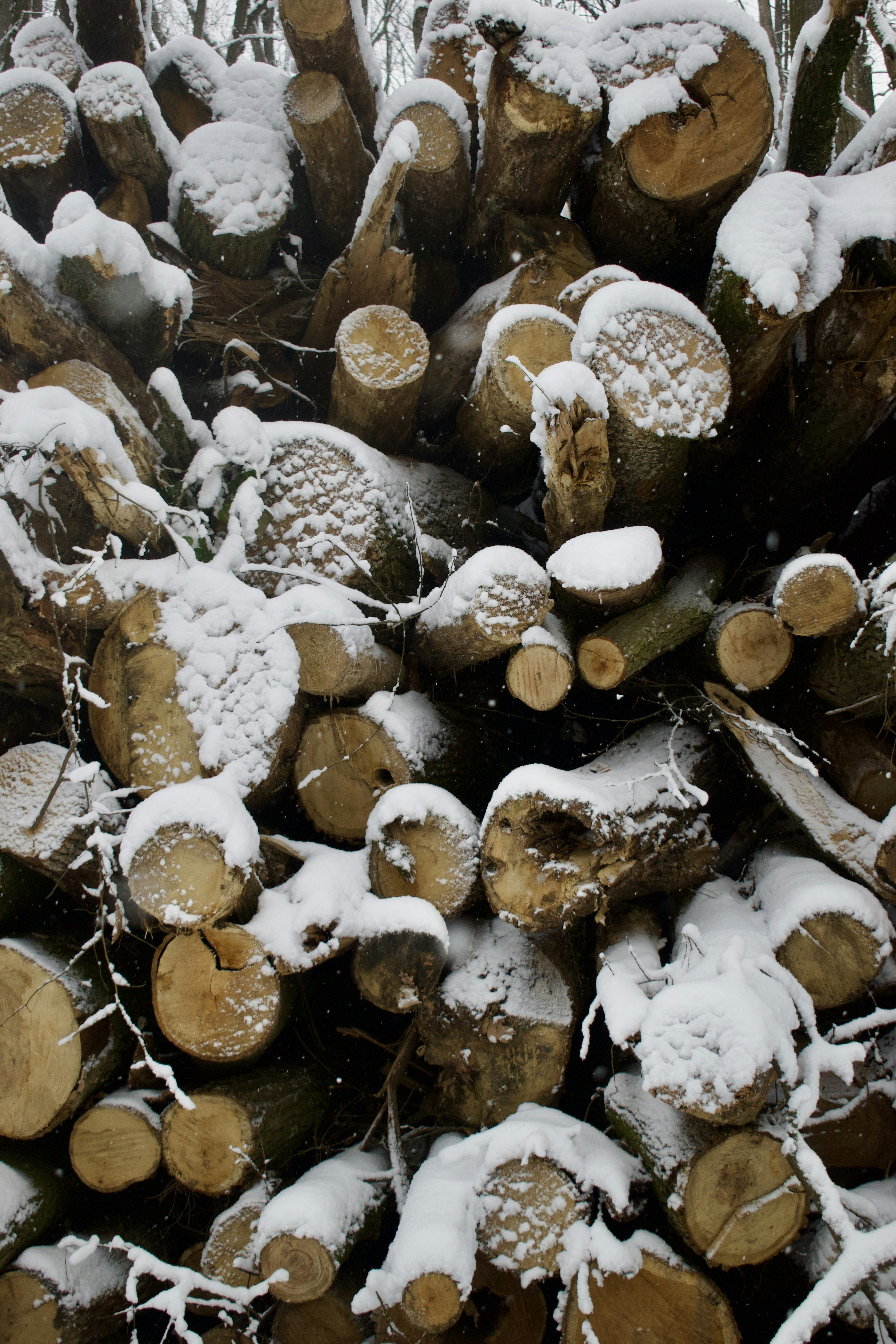 Pile of firewood covered in fresh snow