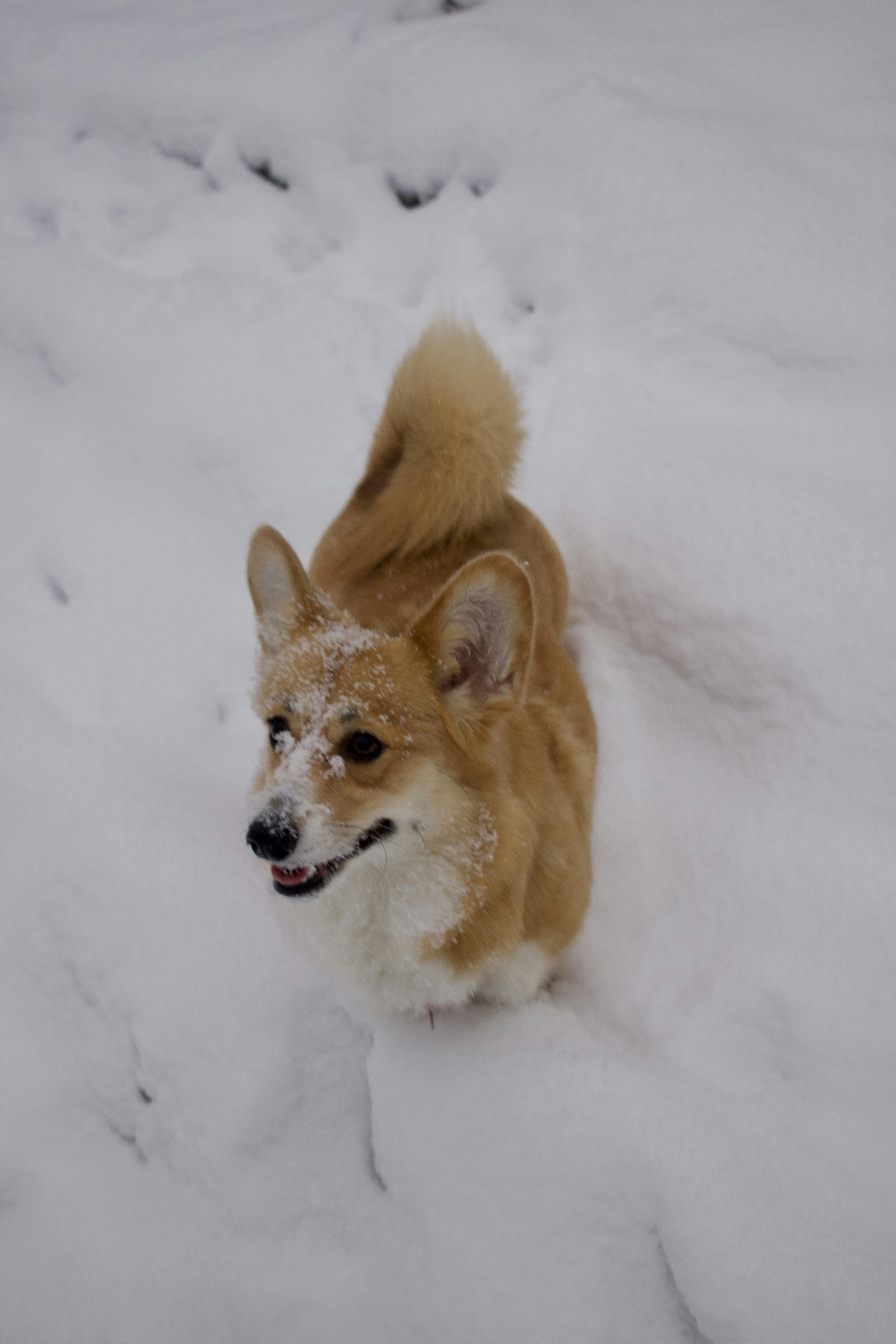 A corgi stands in the snow