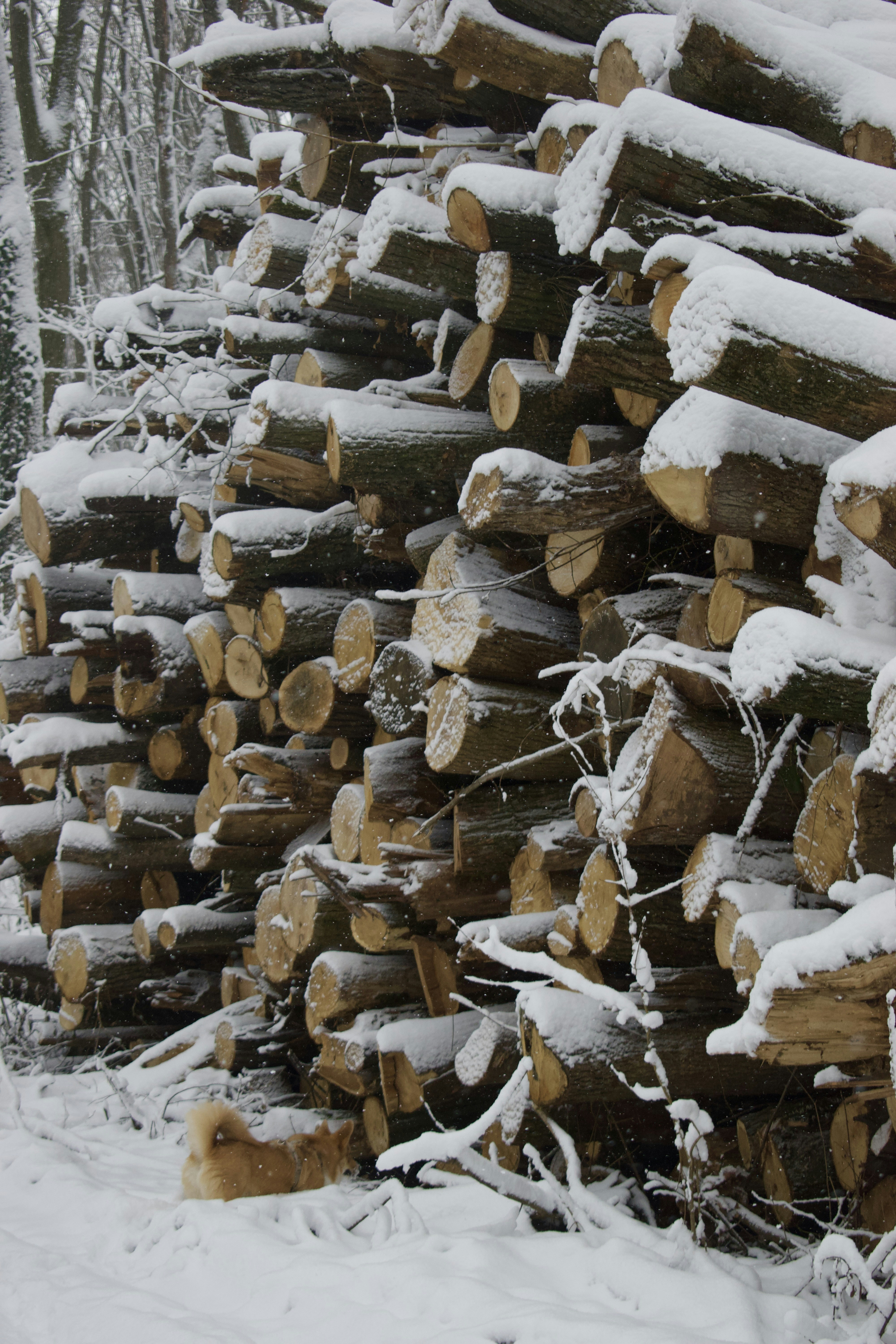 Stacked logs covered in snow in a forest