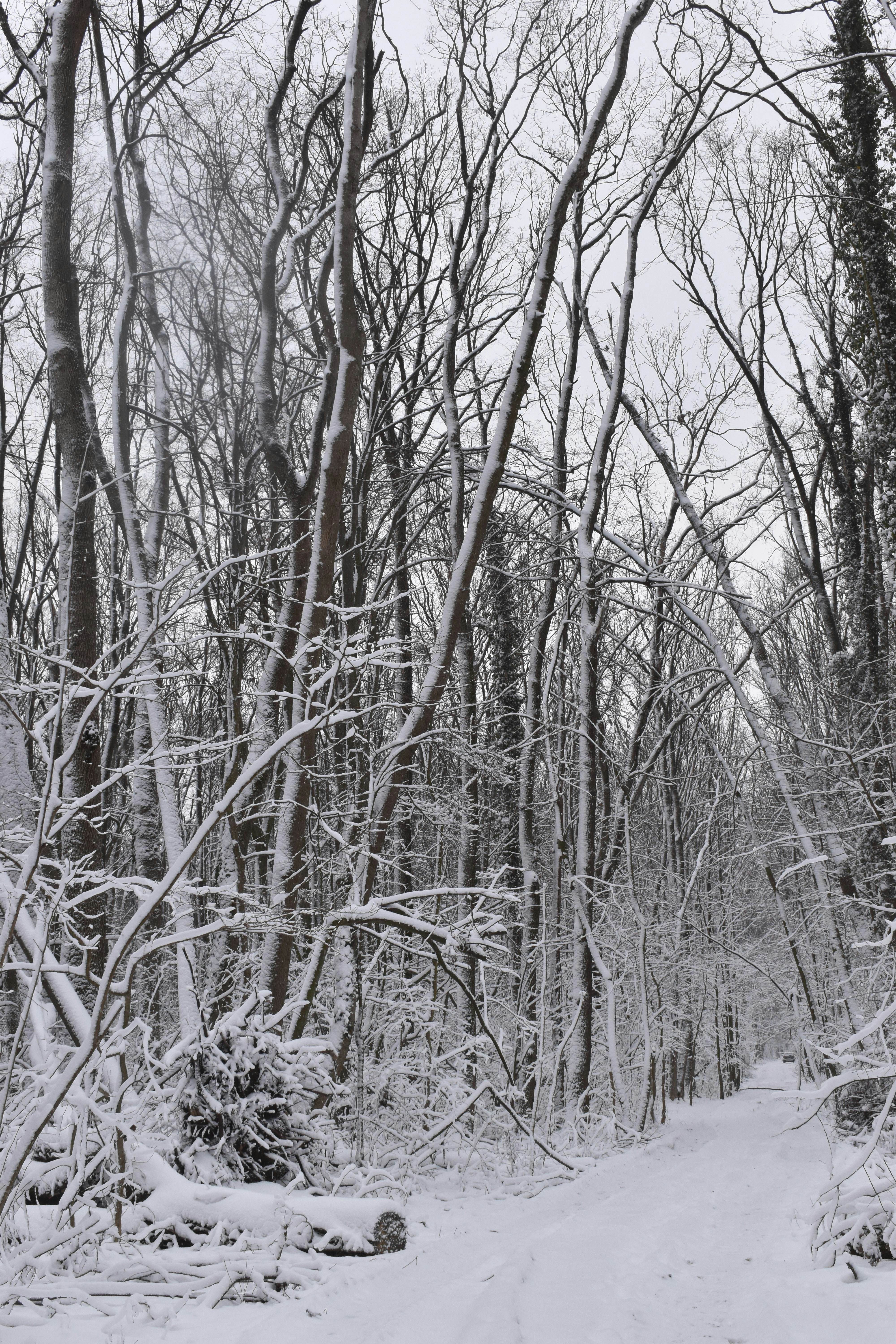 Snow-covered forest path with bare trees