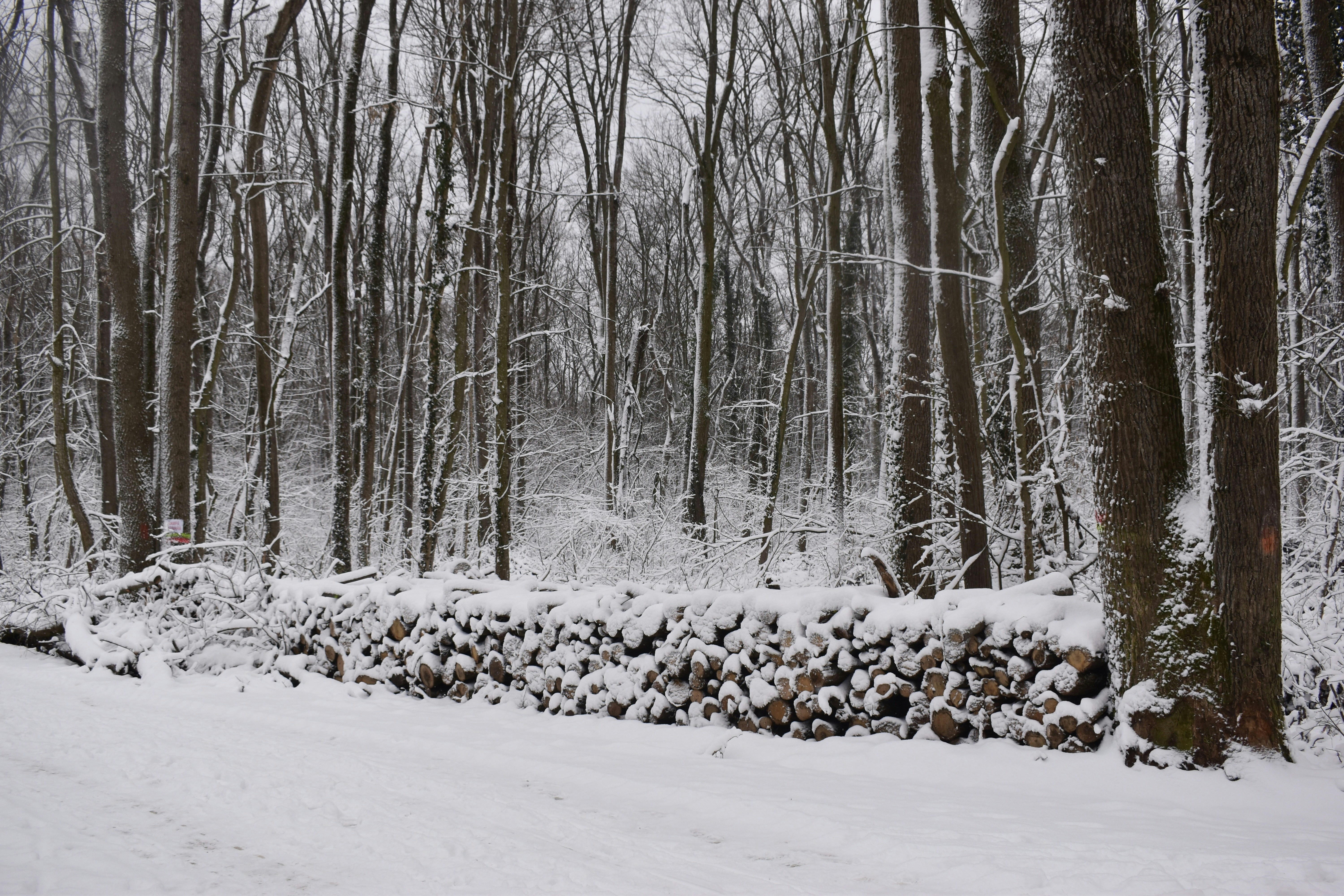 Snow-covered forest with a stone wall