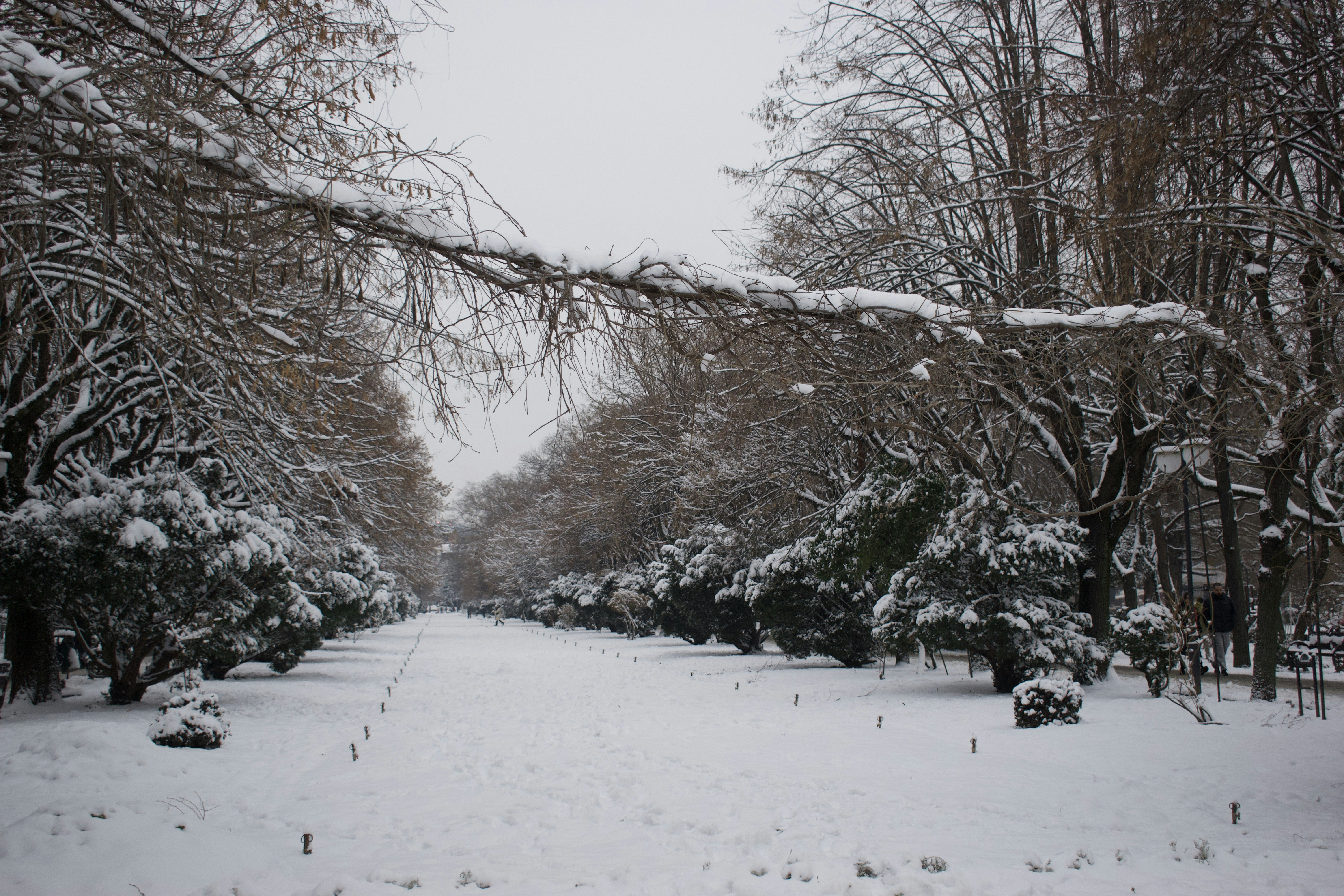 Snow covered pathway lined with trees in winter