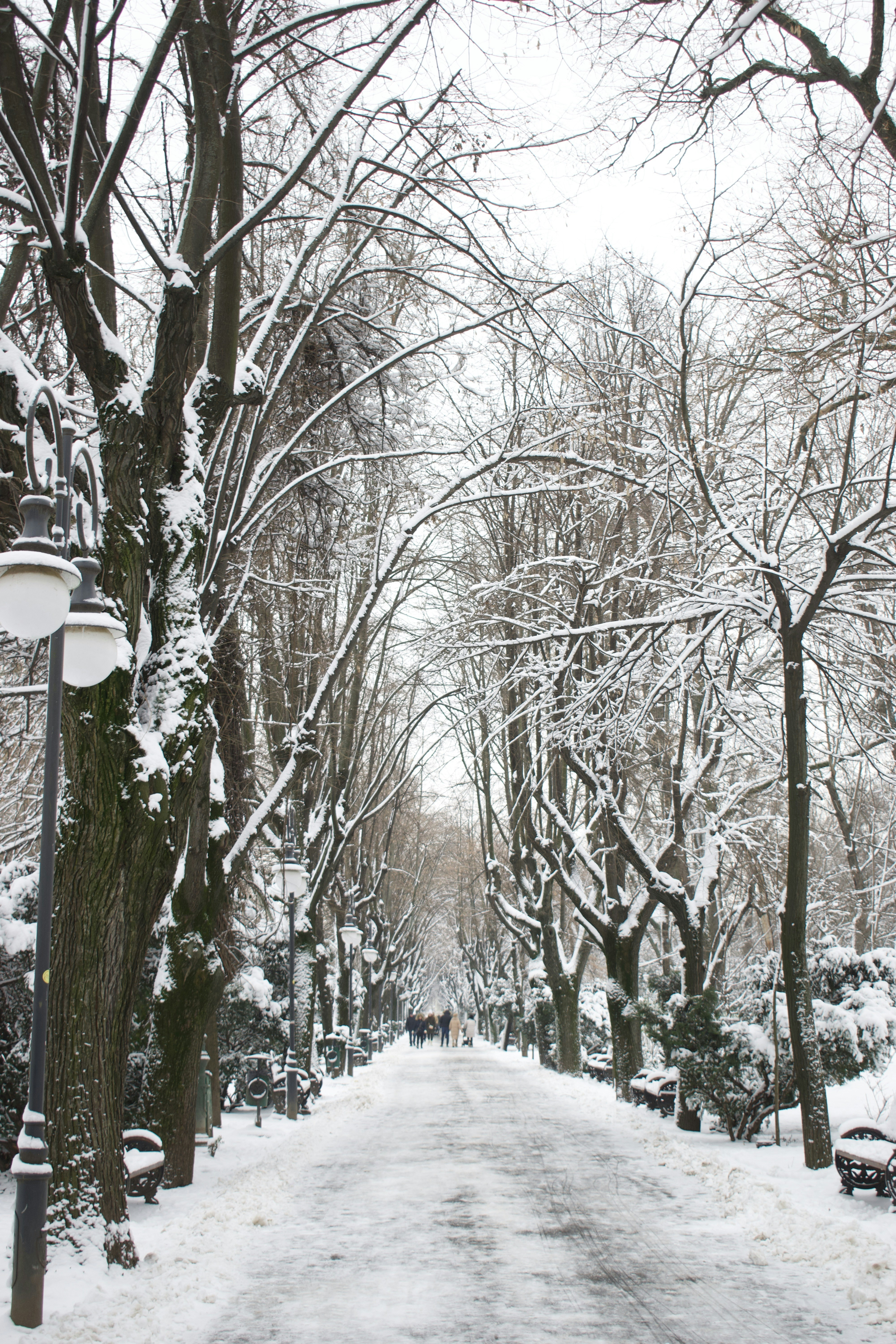 Snow-covered park path lined with bare trees.