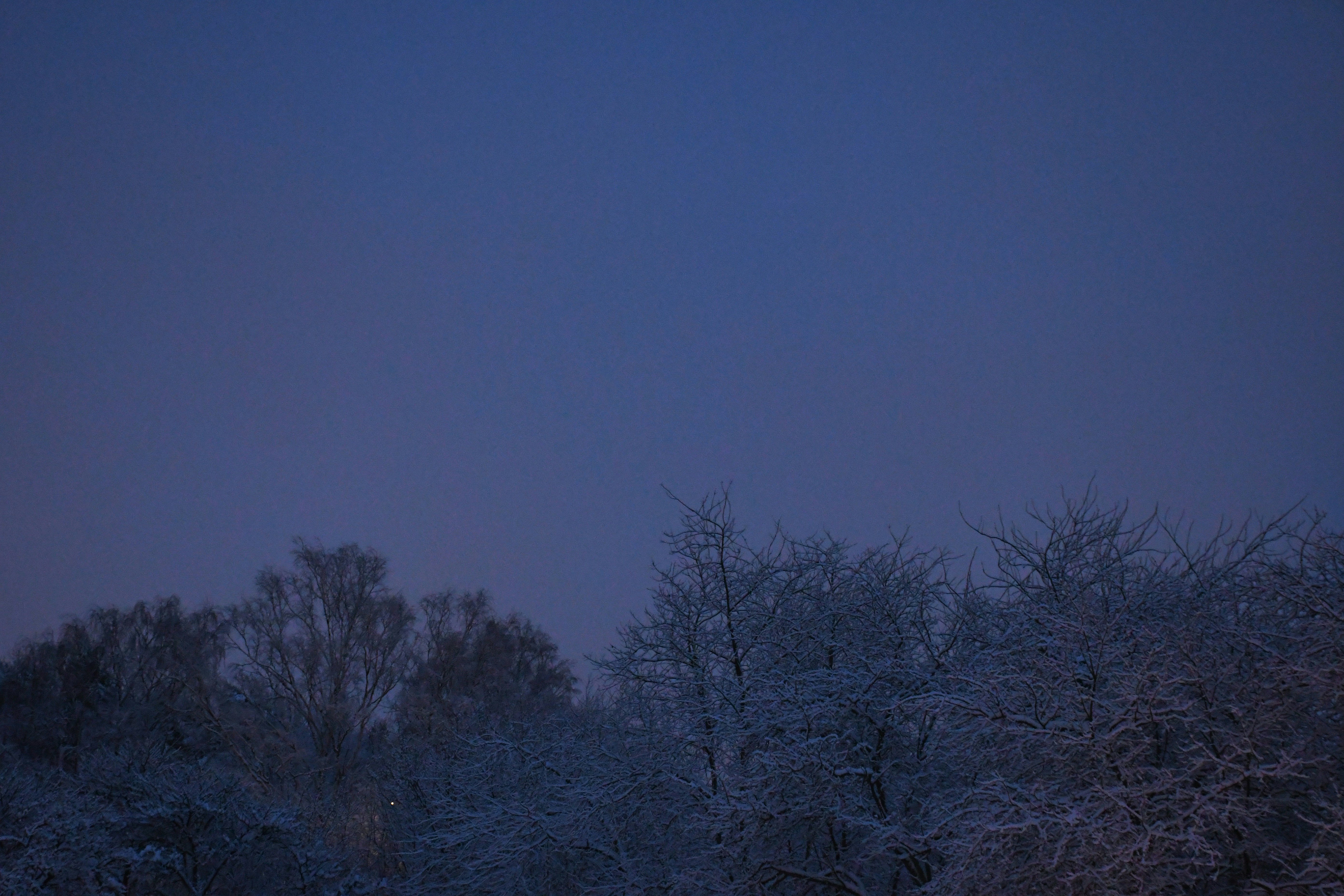 Bare trees covered in snow under a dark blue sky