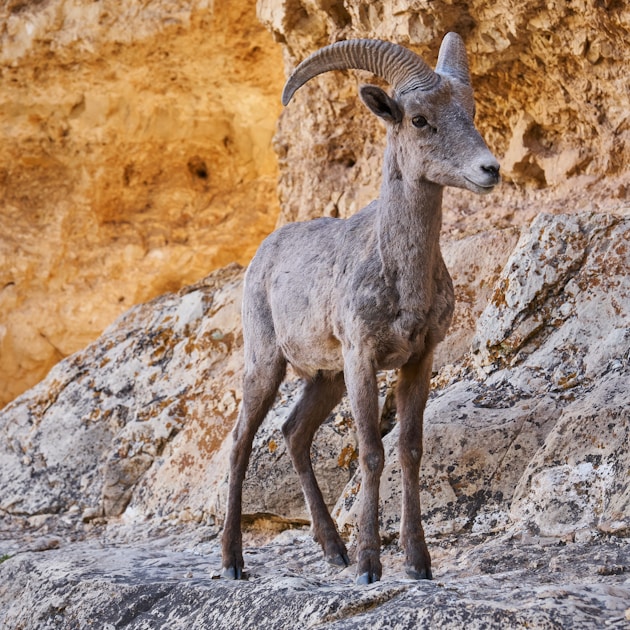 Desert bighorn sheep on a rocky cliff — typical Arizona sheep habitat