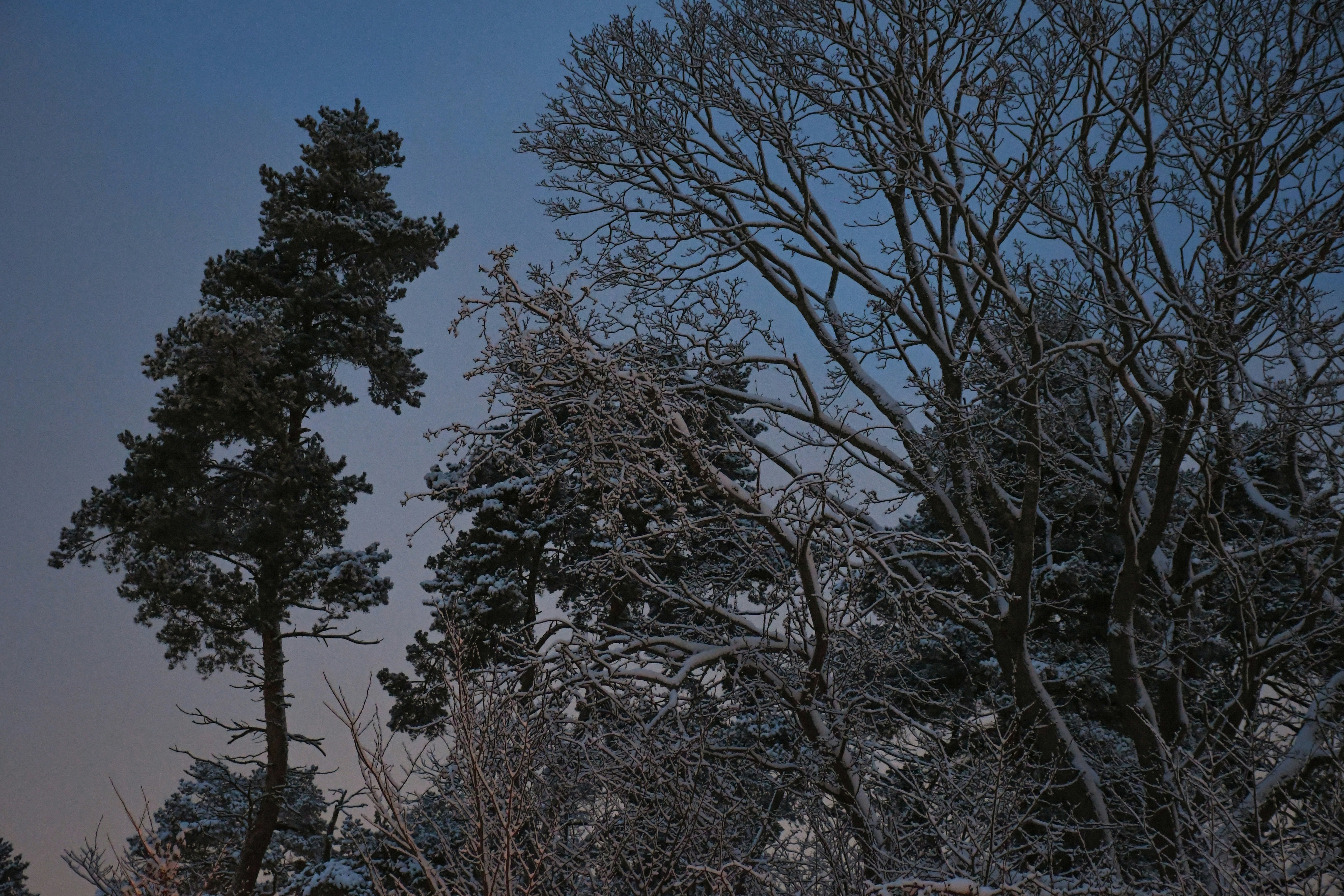 Snow-covered trees against a twilight sky