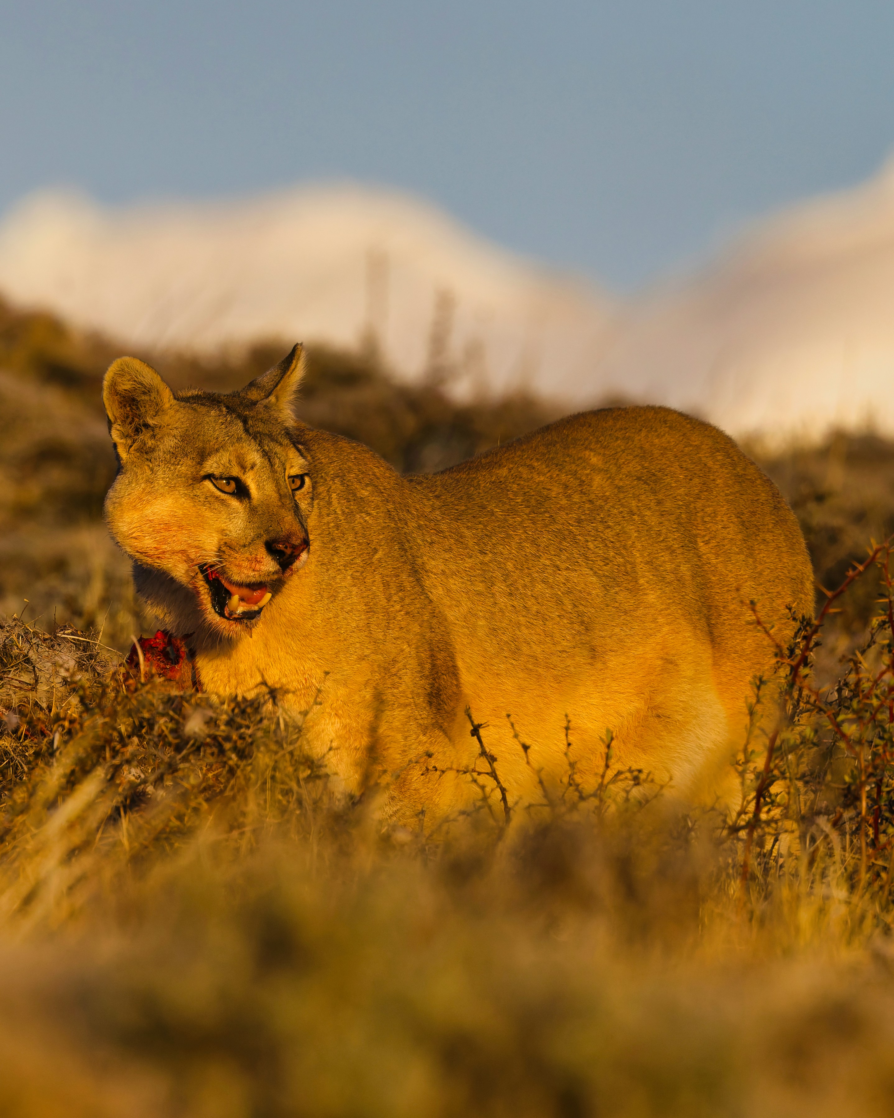 A cougar stands in dry grass at sunset.