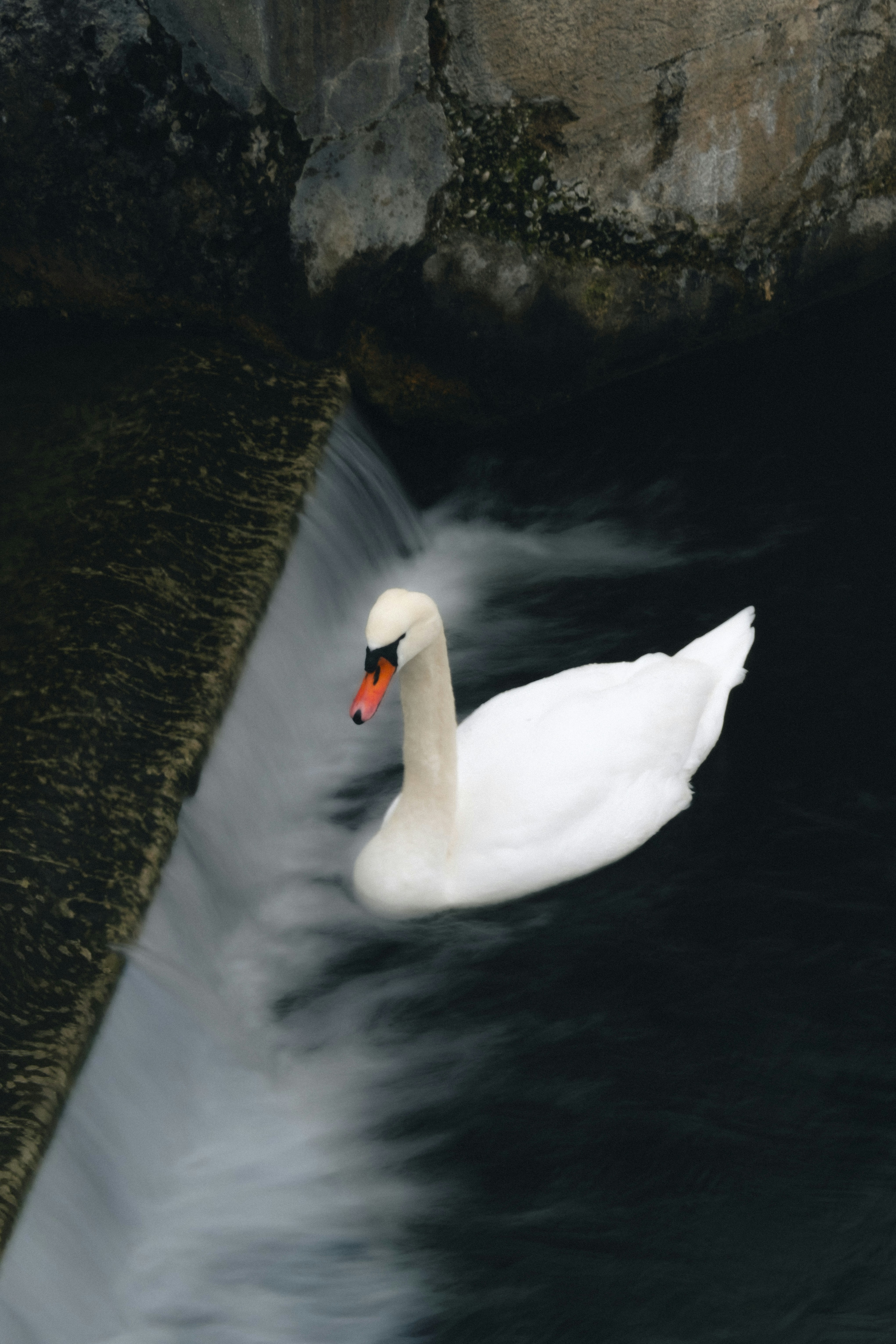A white swan swims near a waterfall
