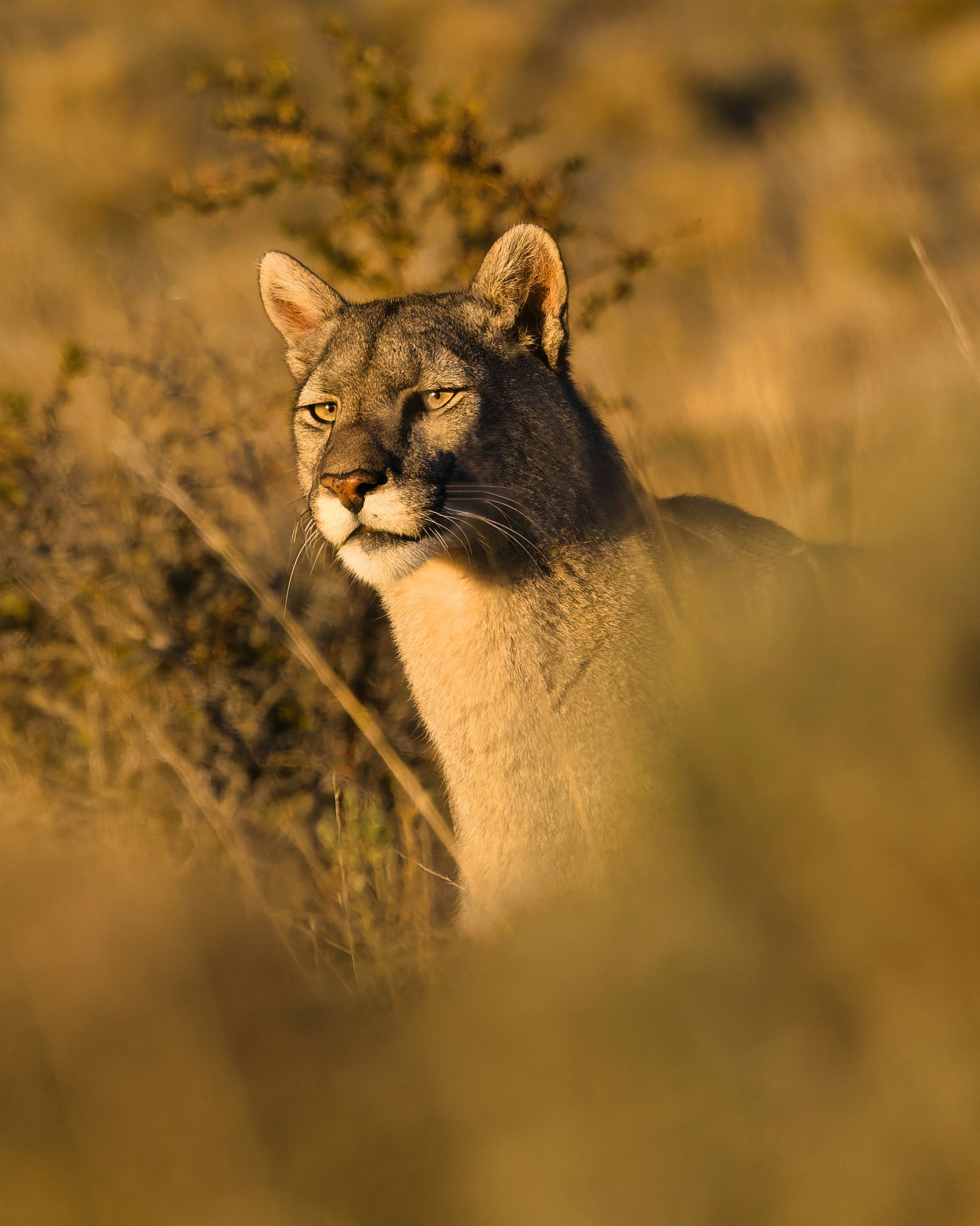 A cougar stands alert in dry, golden grass.