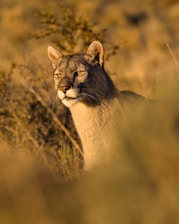 A cougar stands alert in dry, golden grass.
